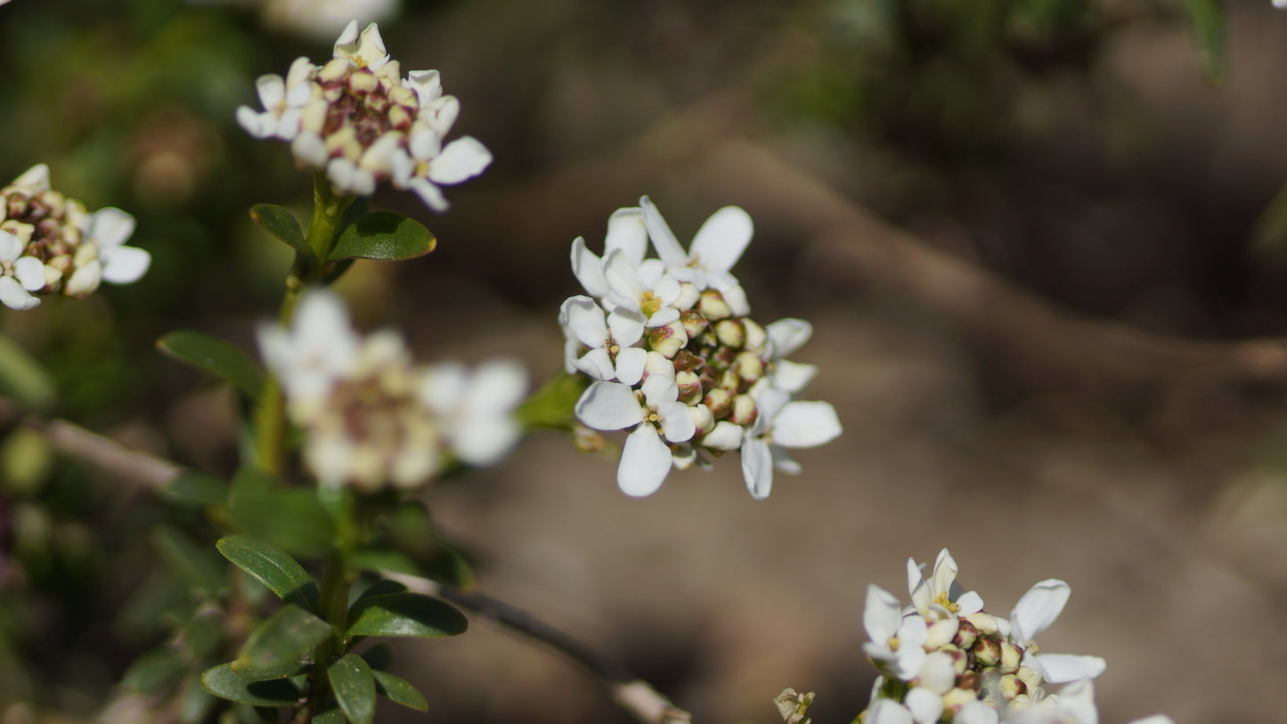 Iberis sempervirens 'Snowflake' - Immergrüne Schleifenblume