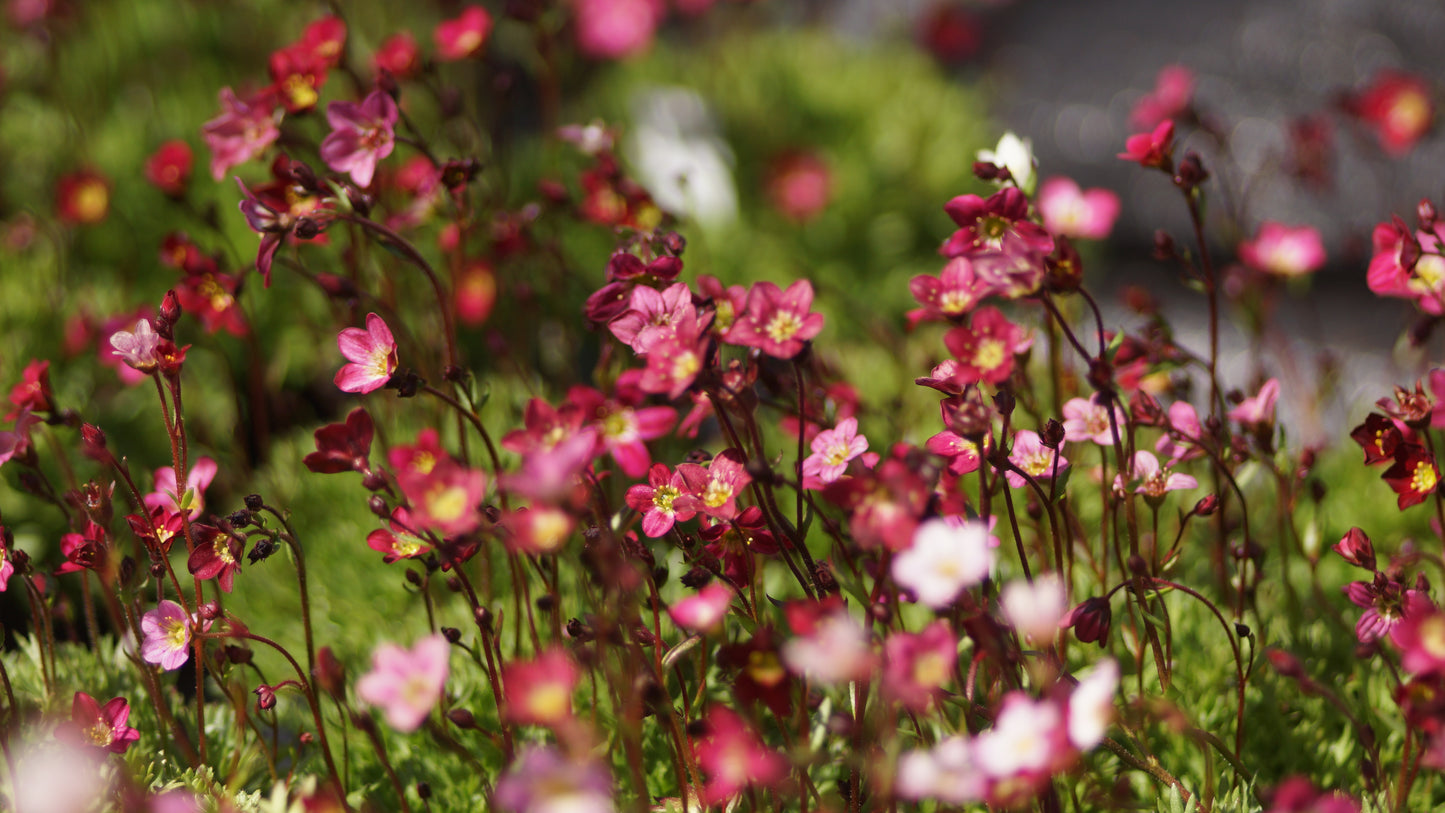 Saxifraga x arendsii 'Purpurteppich' - Moos-Steinbrech