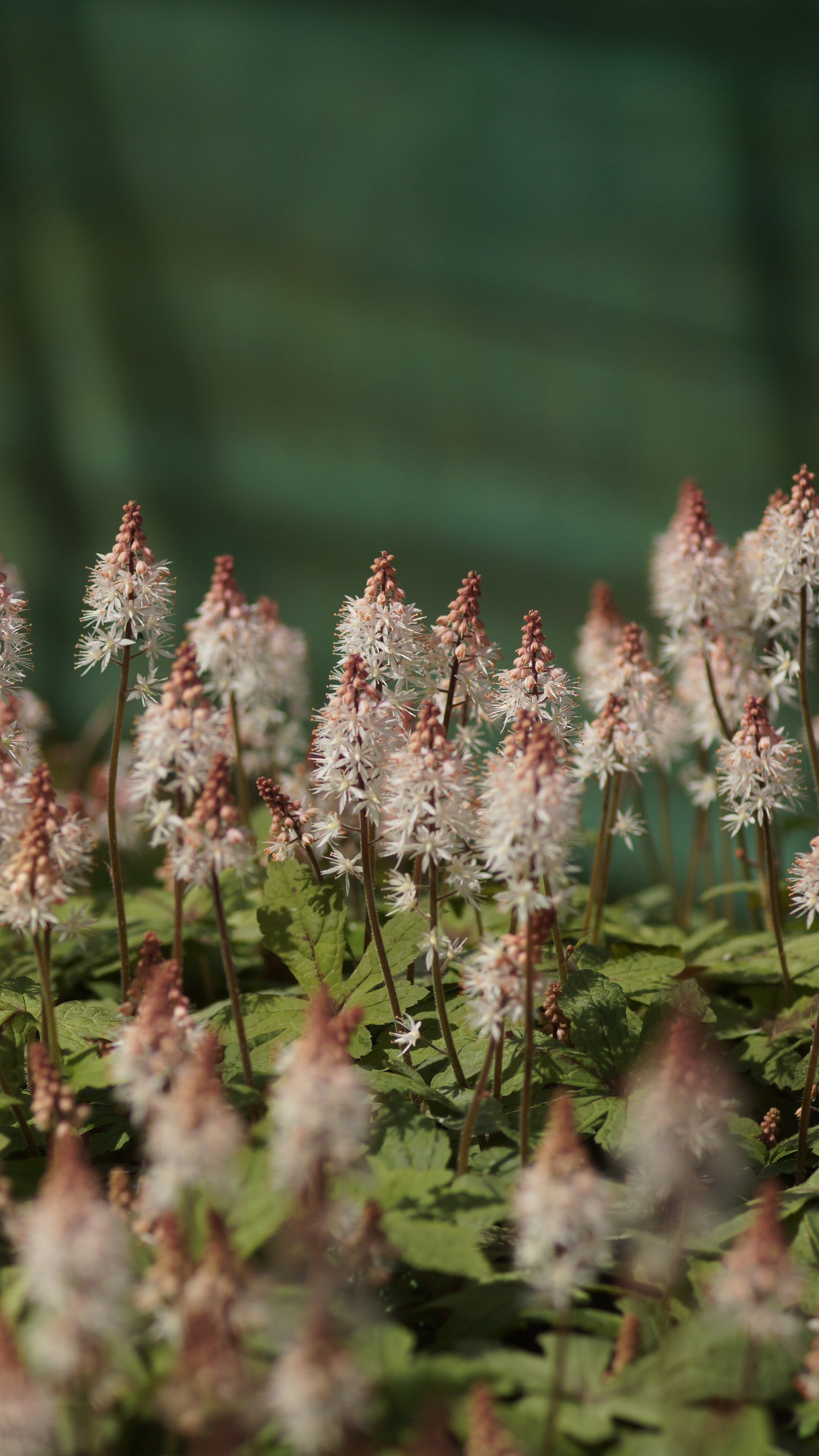 Tiarella laciniata 'Spring Symphony' - Zipfelblättrige Schaumblüte