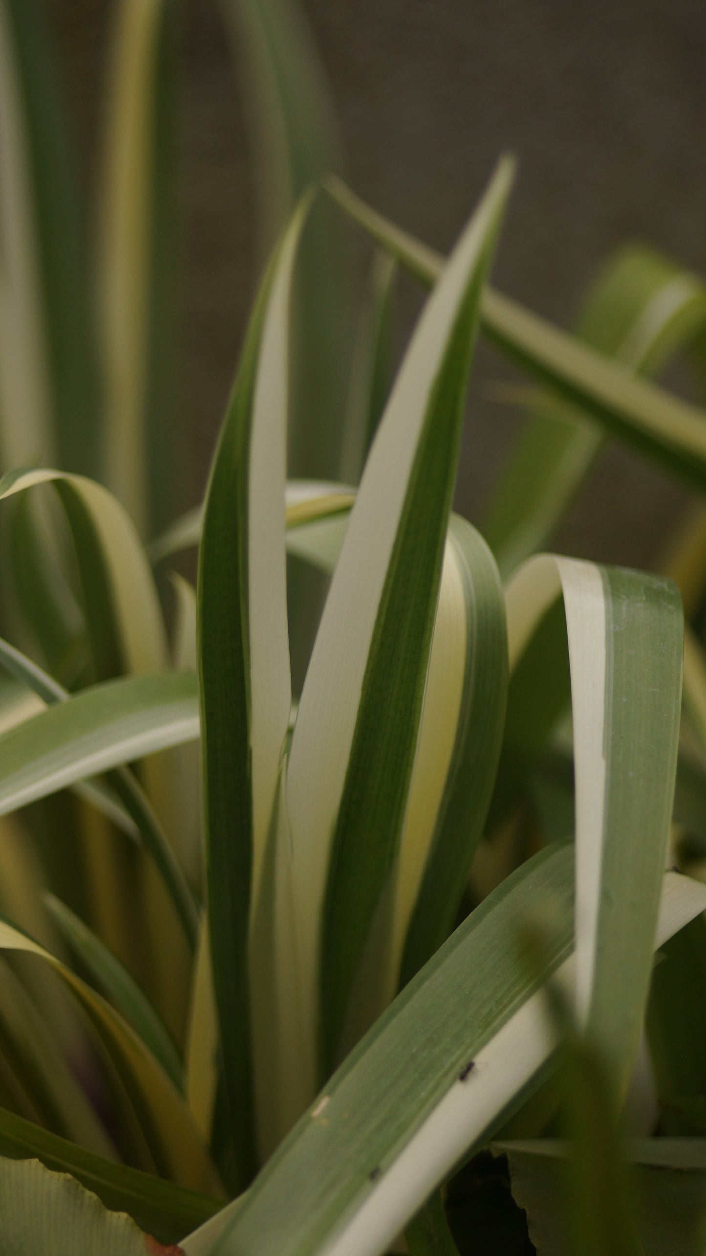 Iris japonica 'Variegata' - Japanische Schwertlilie