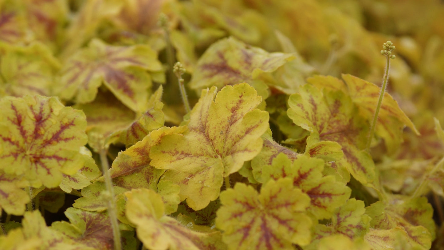 x Heucherella tiarelloides 'Solar Eclipse' - Schaumglöckchen