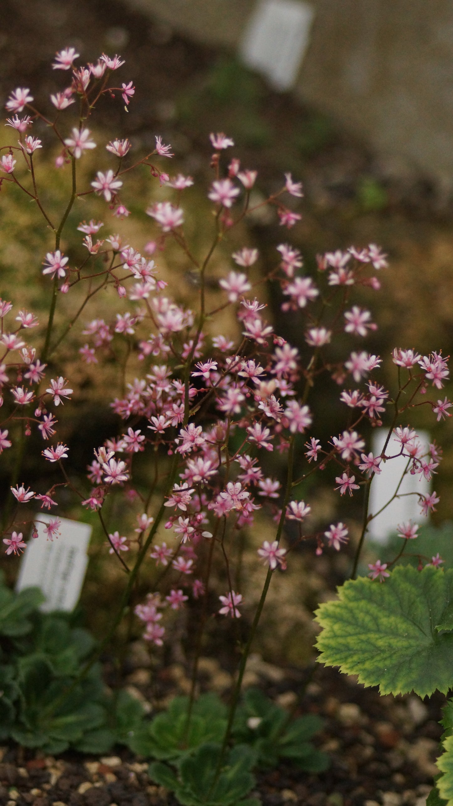 Saxifraga umbrosa 'Clarence Elliot' - Porzellanblümchen