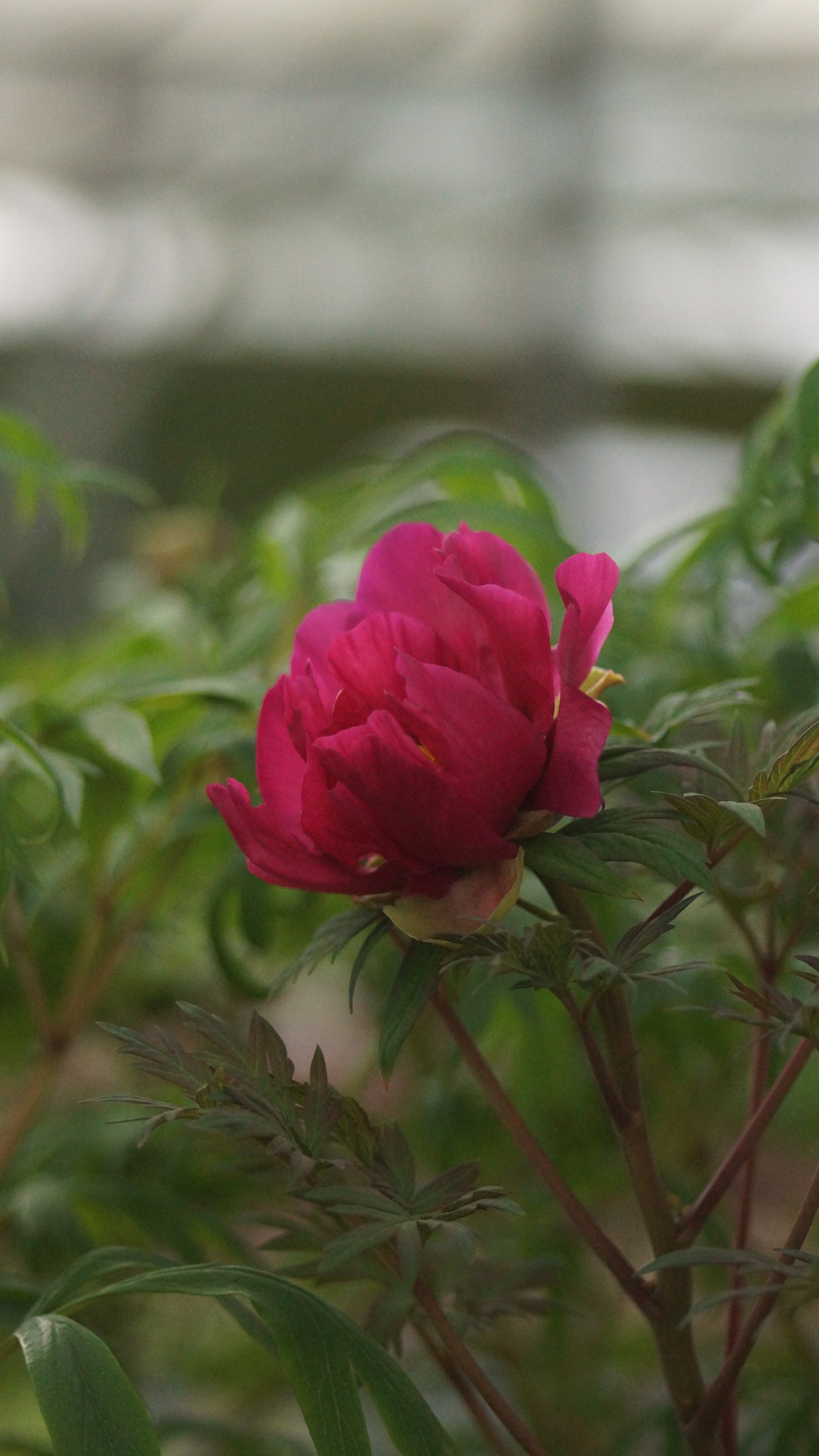 Paeonia Lutea-Hybride 'Chinese Dragon' - Stauch-Pfingstrose