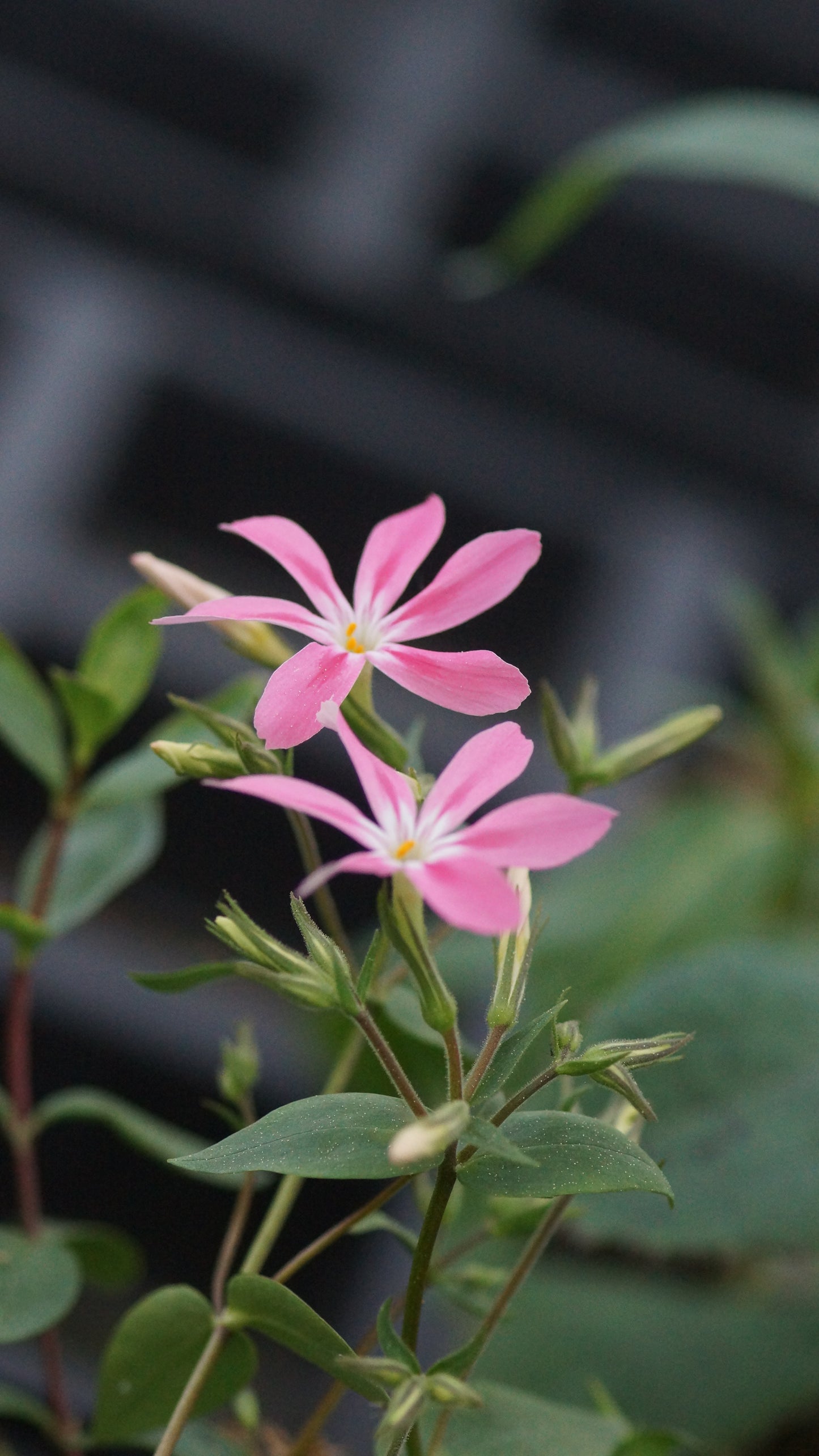 Phlox adsurgens 'Wagon Wheel' - Aufgerichtete Flammenblume