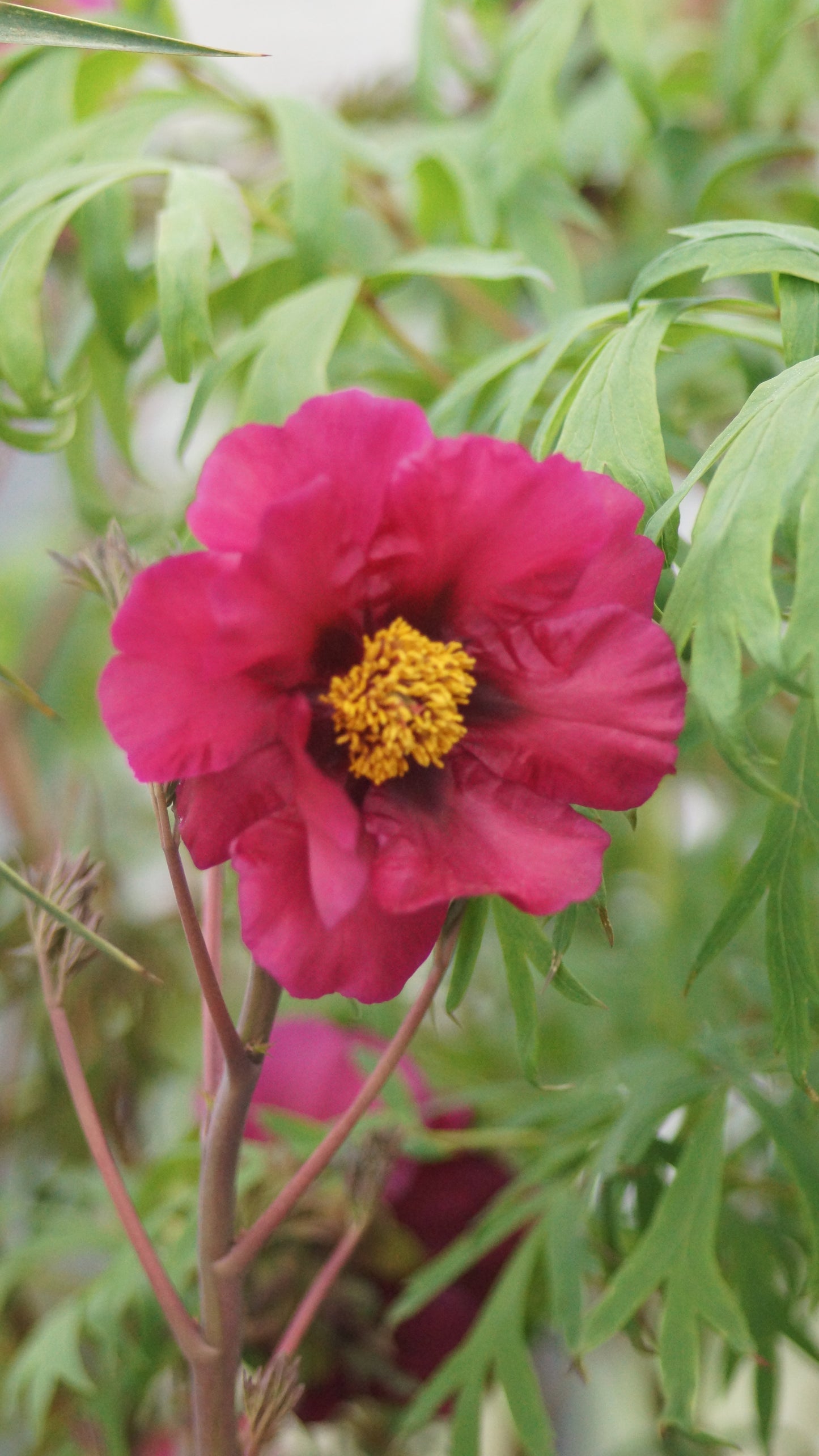 Paeonia Lutea-Hybride 'Chinese Dragon' - Stauch-Pfingstrose