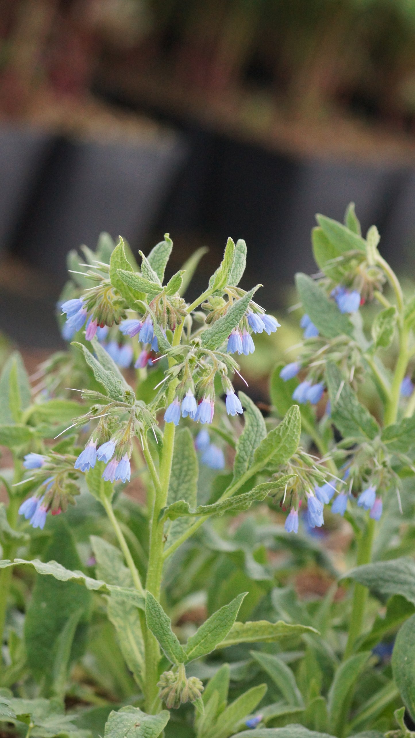 Symphytum azurea - Blaublühender Beinwell