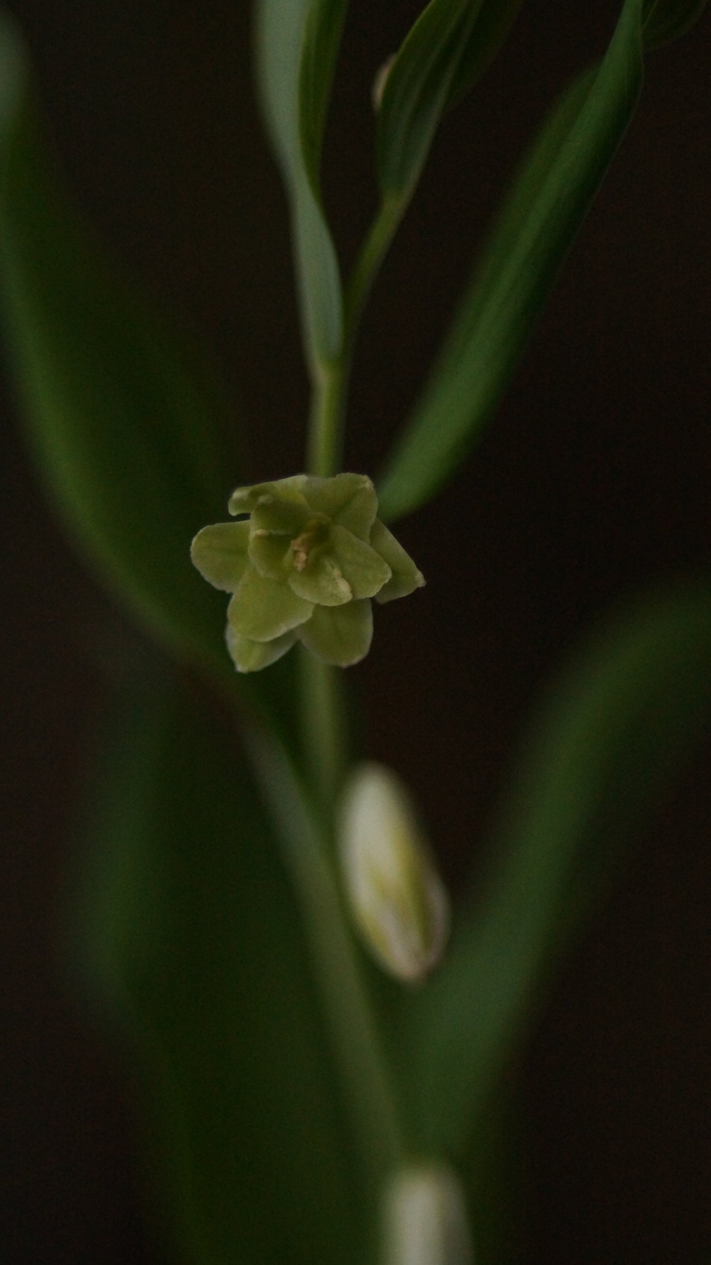 Polygonatum odoratum 'Flore Pleno' - Gefülltblühendes Salomonssiegel