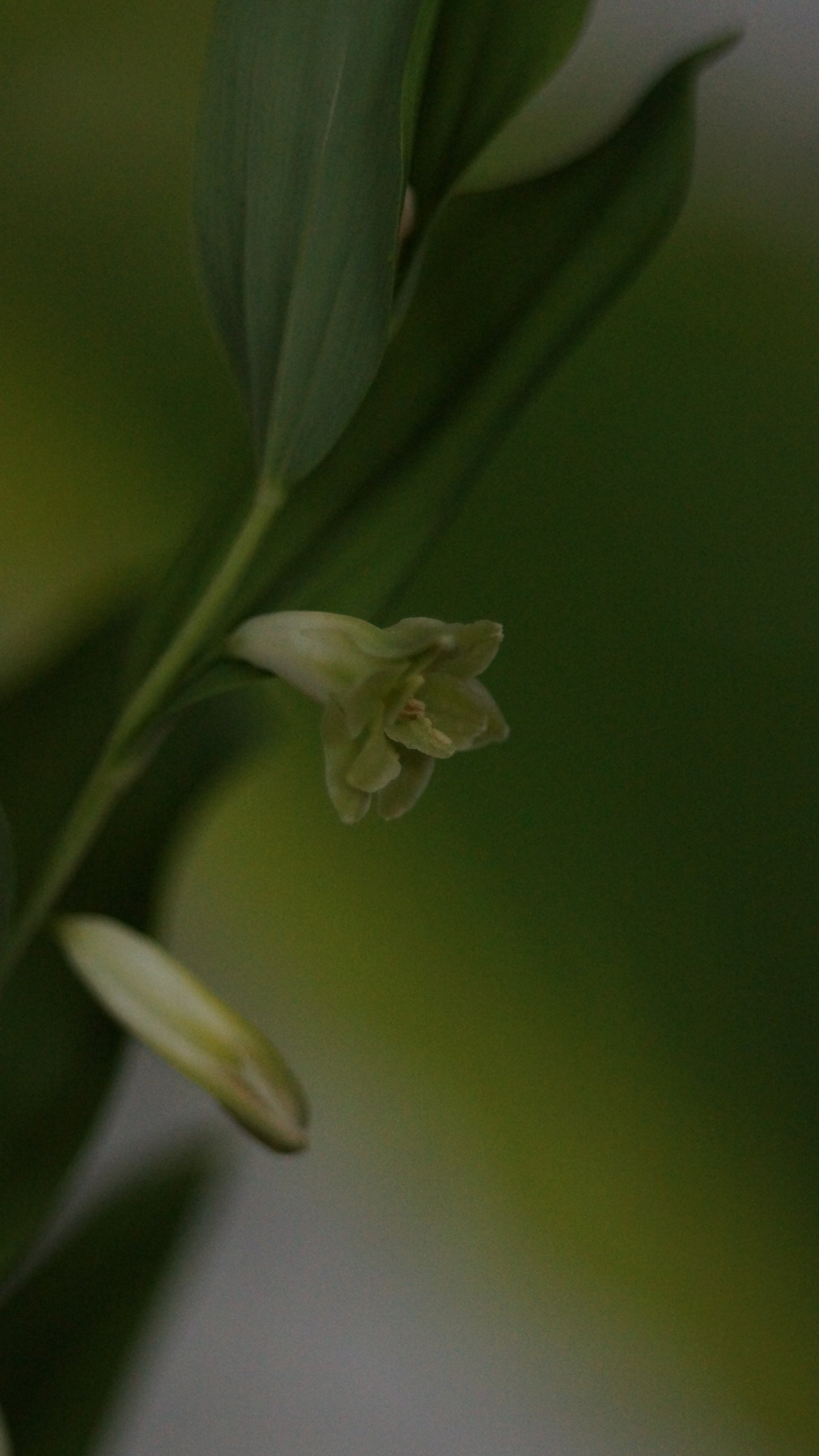 Polygonatum odoratum 'Flore Pleno' - Gefülltblühendes Salomonssiegel