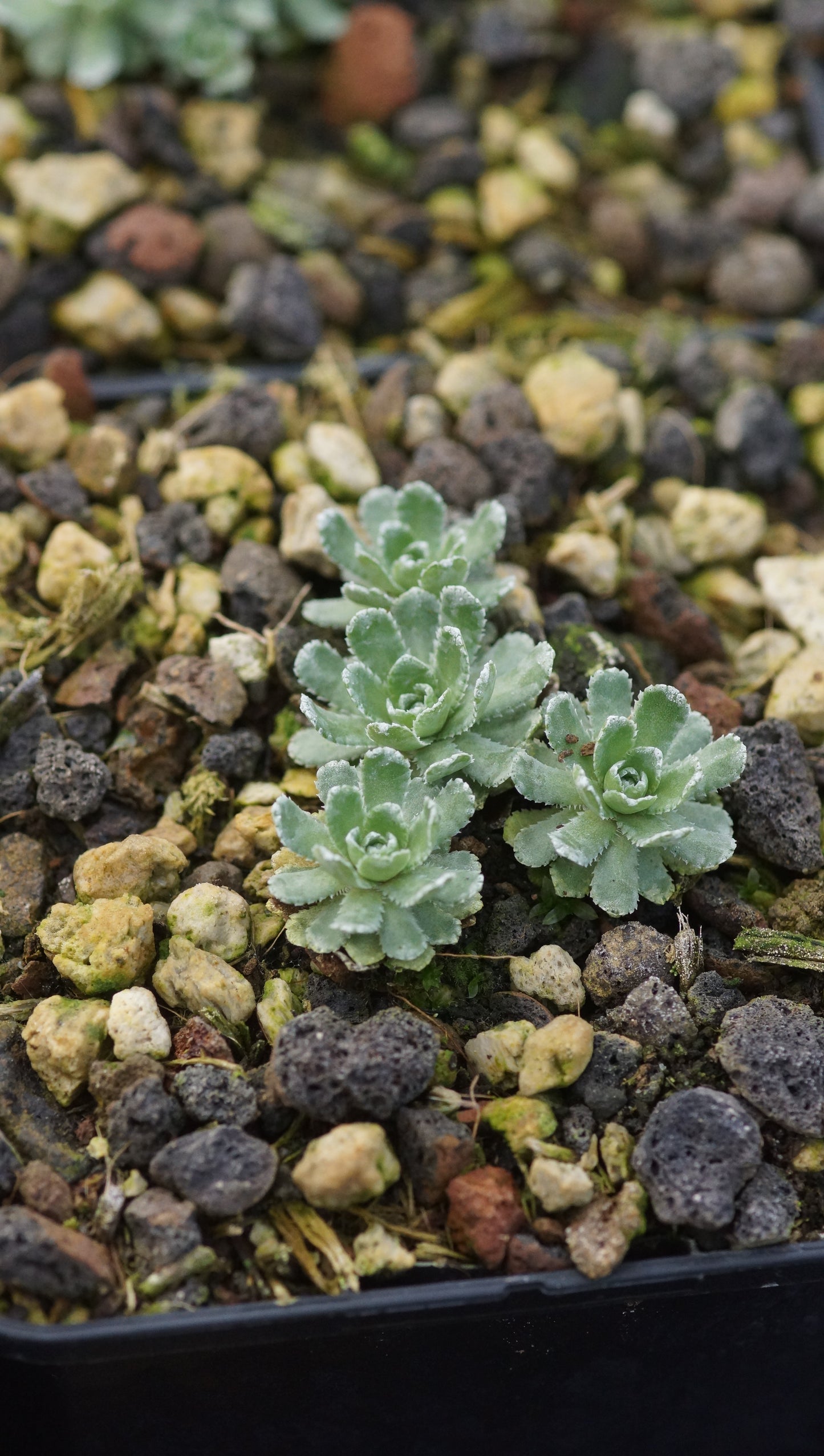 Saxifraga paniculata 'Morteratsch' - Rispen-Steinbrech