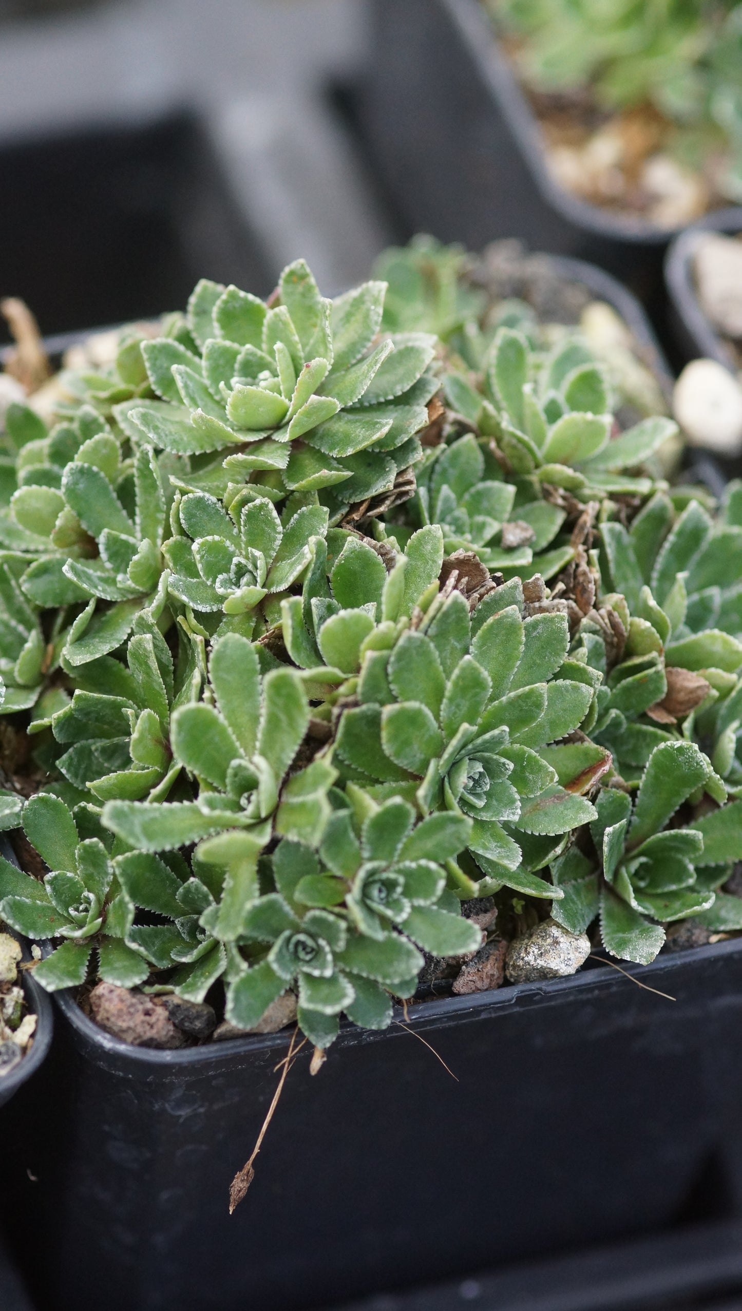 Saxifraga paniculata 'Rosea' - Rosa Rispen-Steinbrech