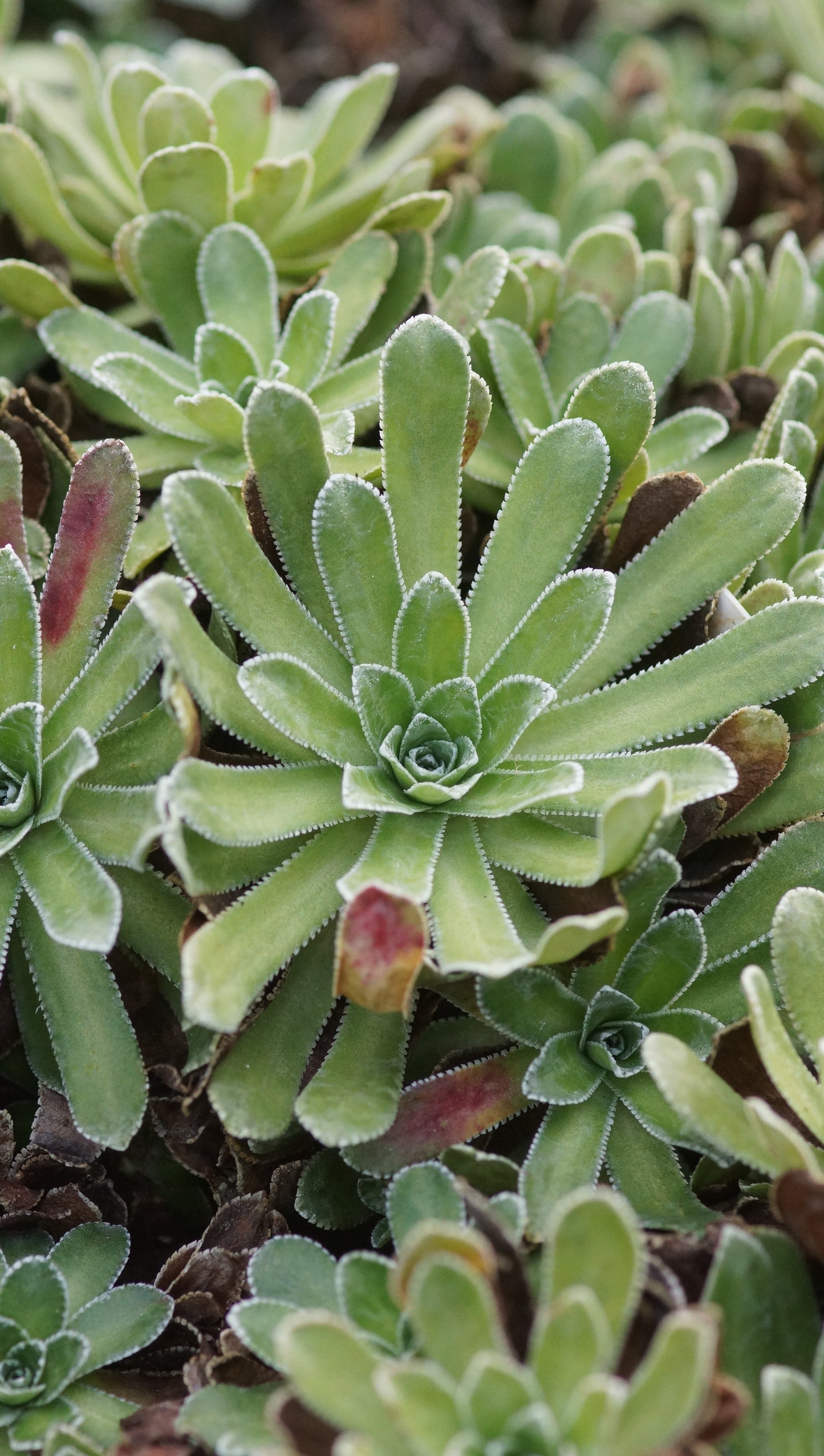 Saxifraga paniculata x cotyledon 'Canis-dalmatica' - Silberrosetten-Steinbrech