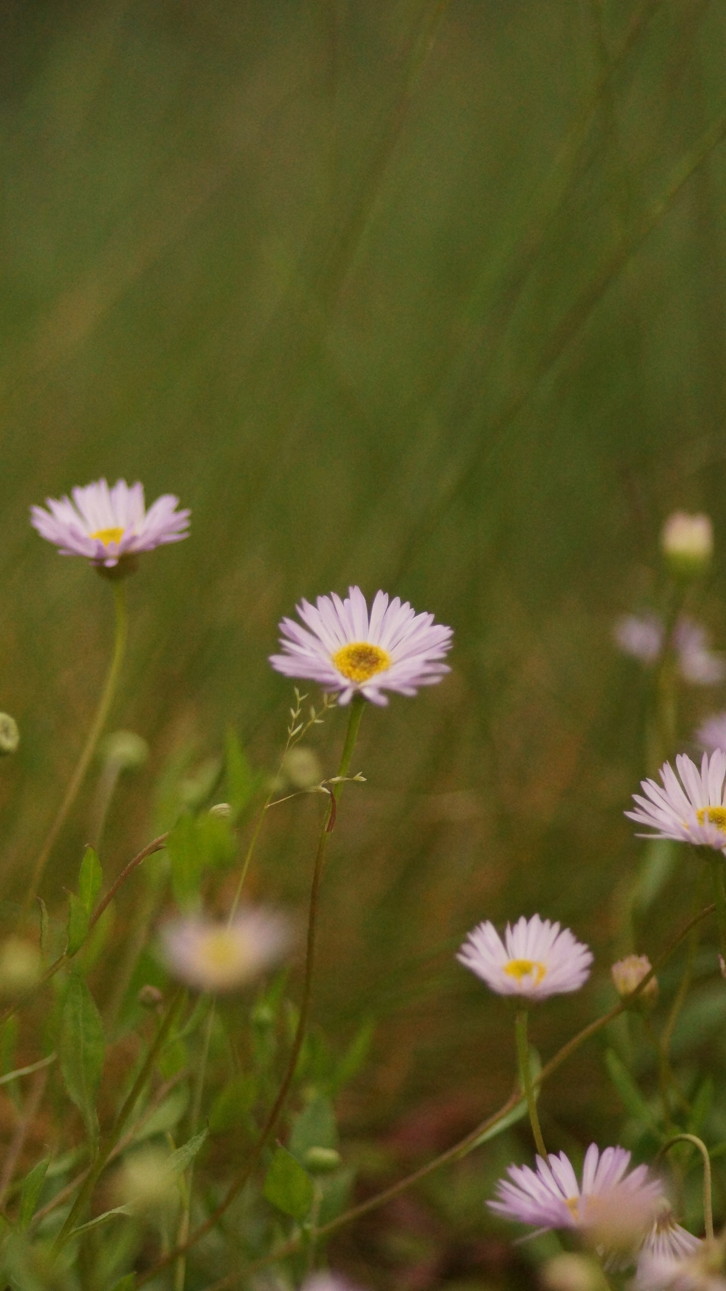 Erigeron karvinskianus 'Lavender Lady' - Berufskraut