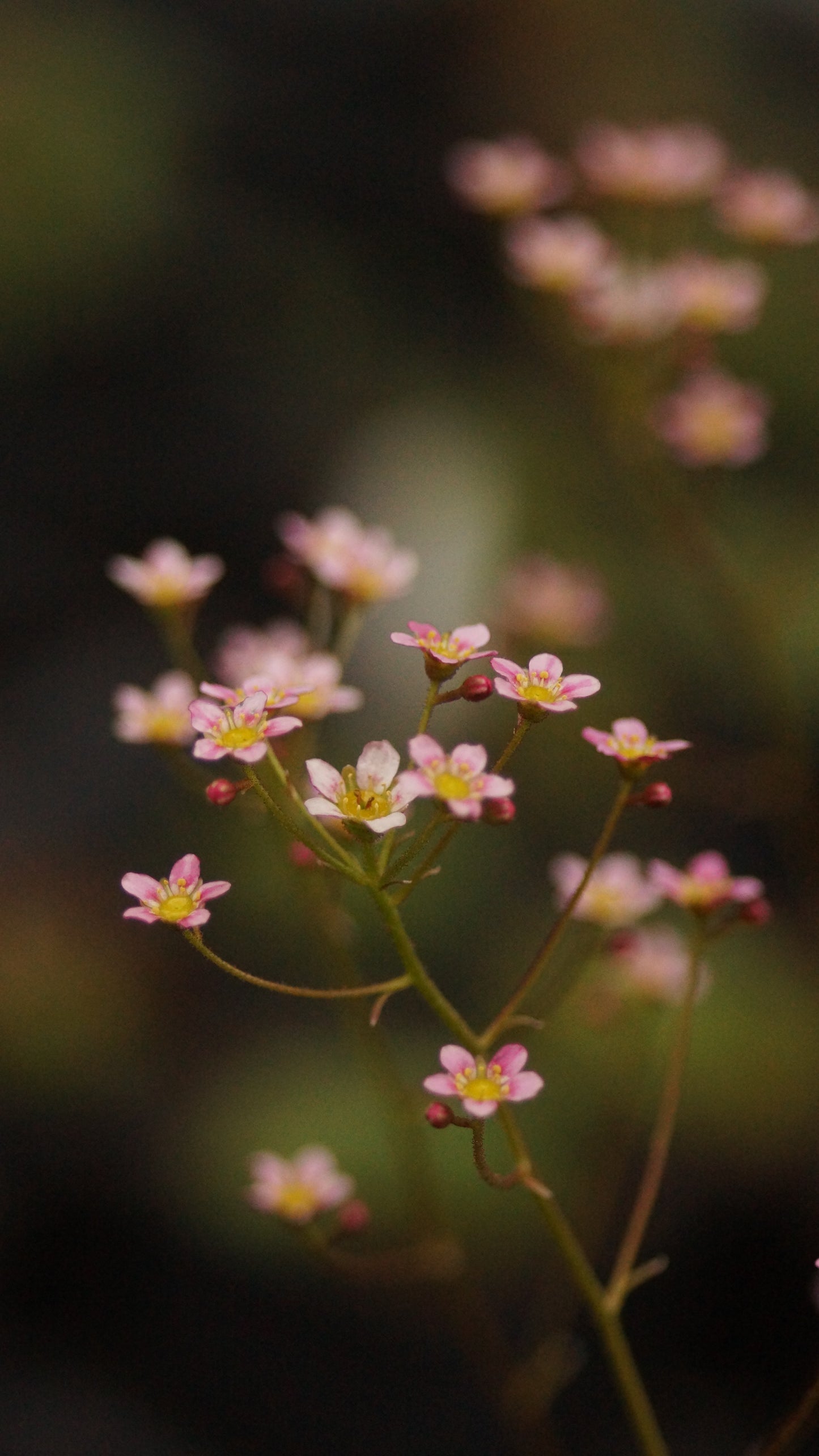 Saxifraga paniculata 'Rosea' - Rosa Rispen-Steinbrech