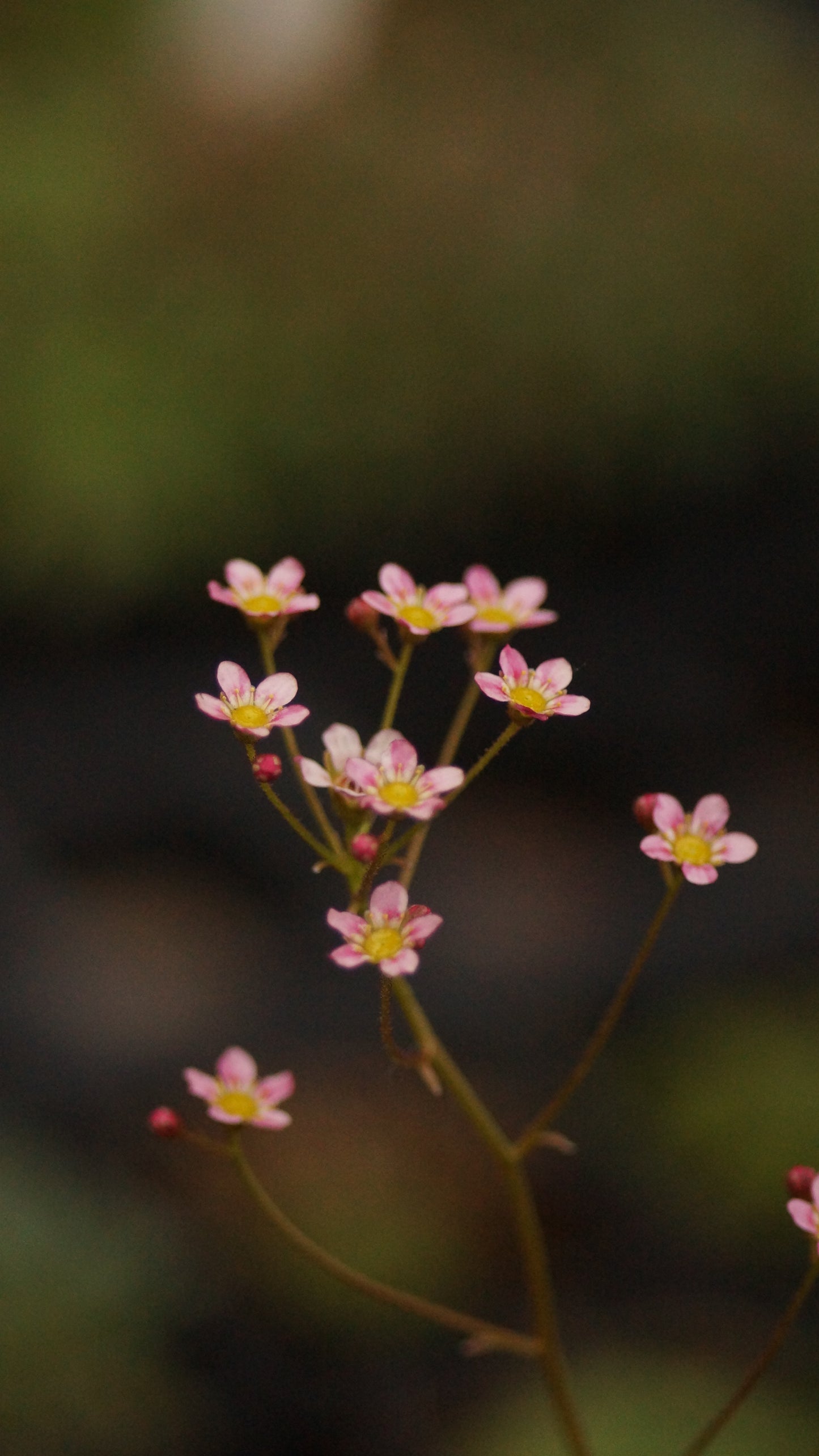 Saxifraga paniculata 'Rosea' - Rosa Rispen-Steinbrech