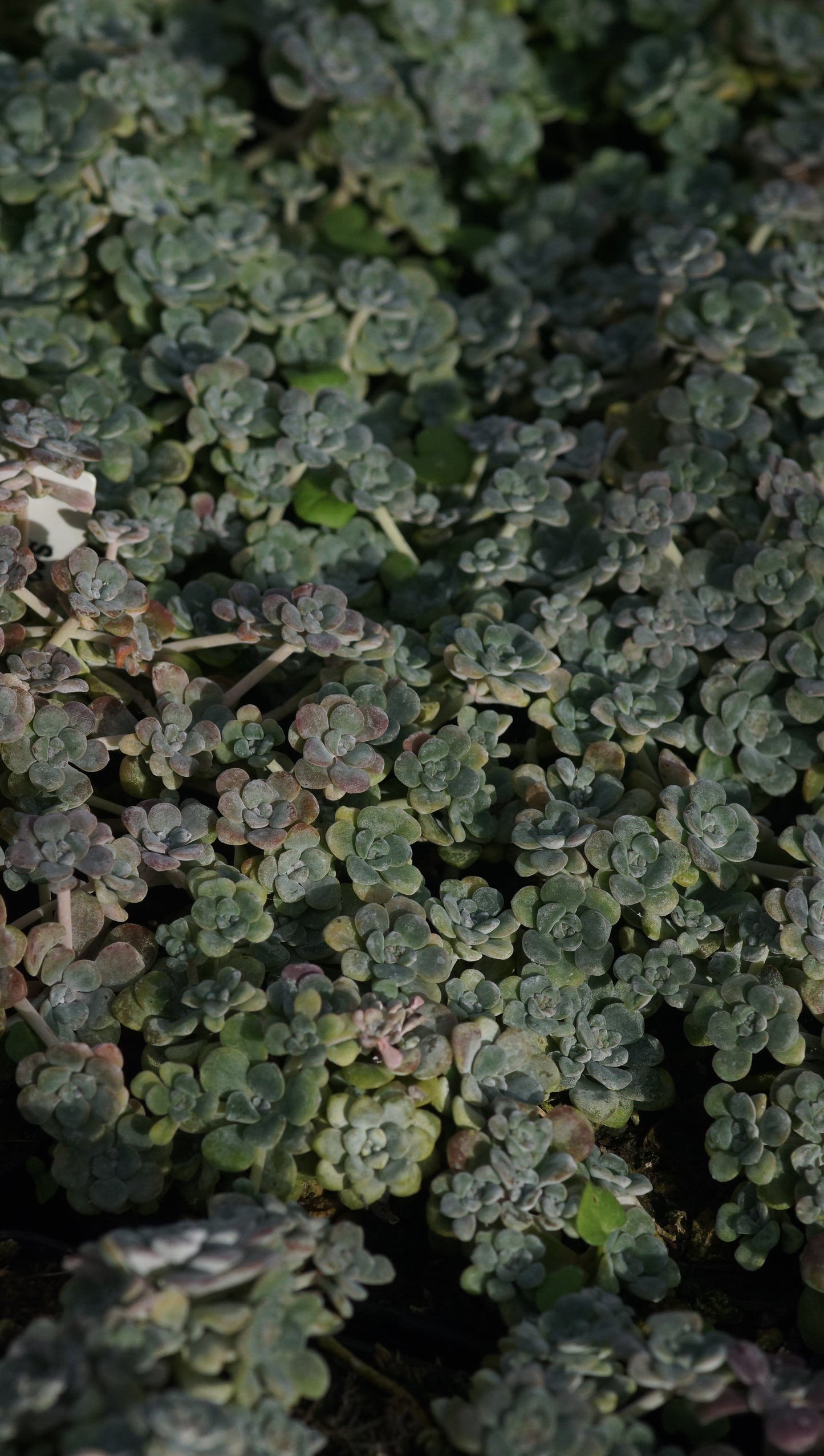 Sedum spathulifolium 'Cape Blanco' - Spatelblättrige Fetthenne