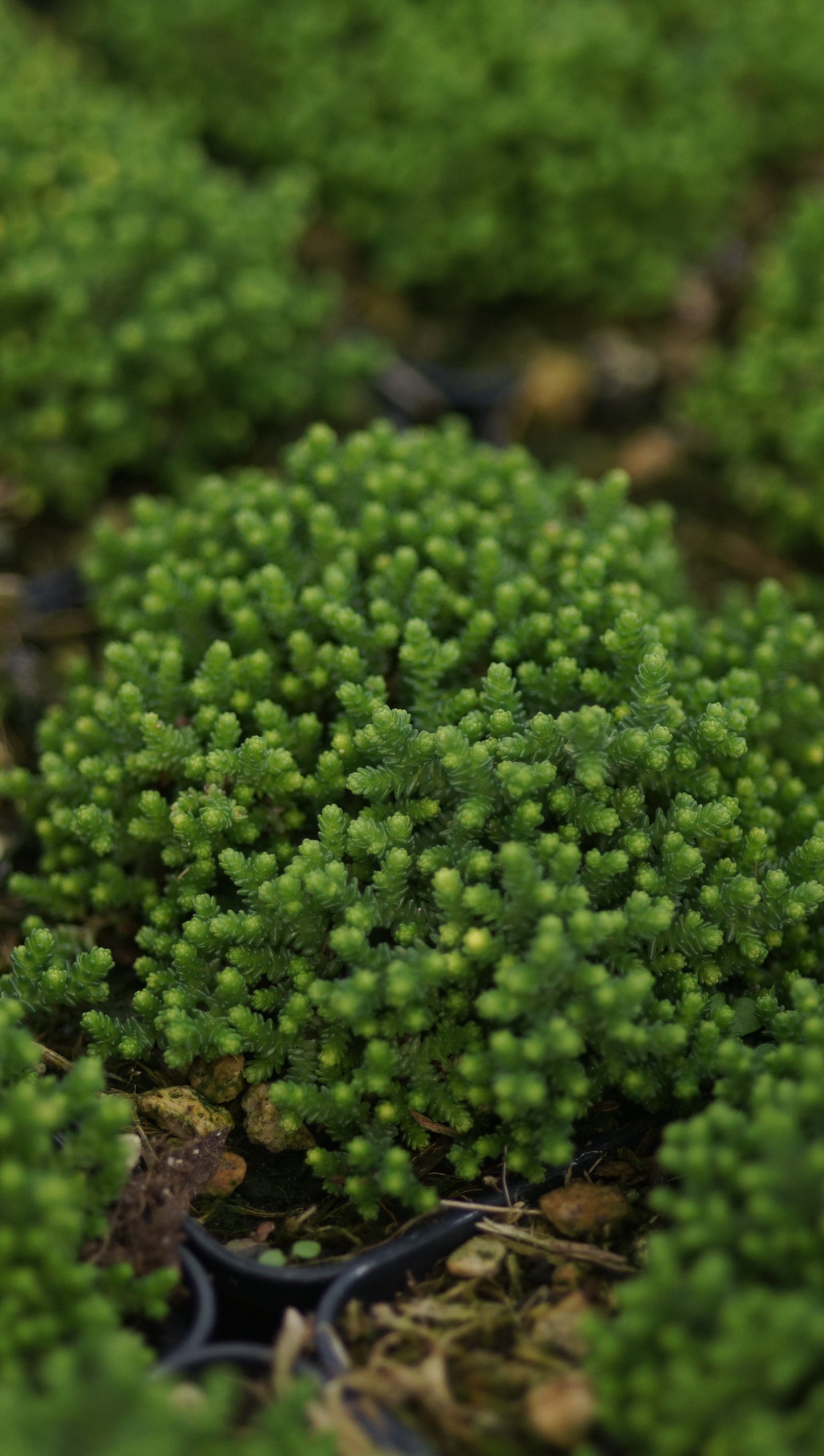 Sedum acre 'Minimus' - Scharfer Mauerpfeffer