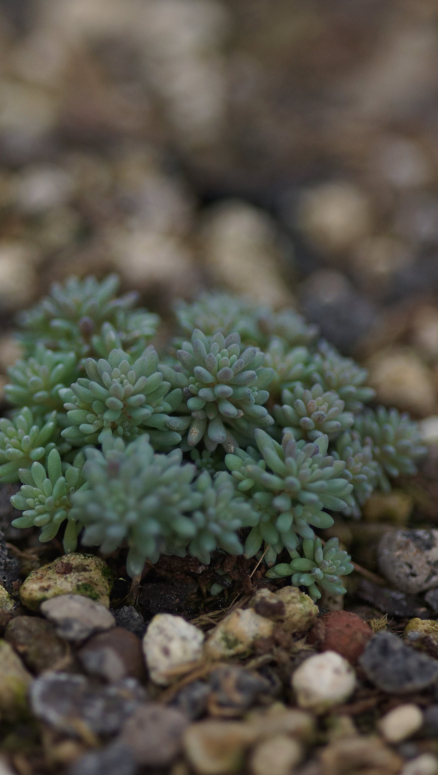 Sedum atlanticum - Atlas-Mauerpfeffer