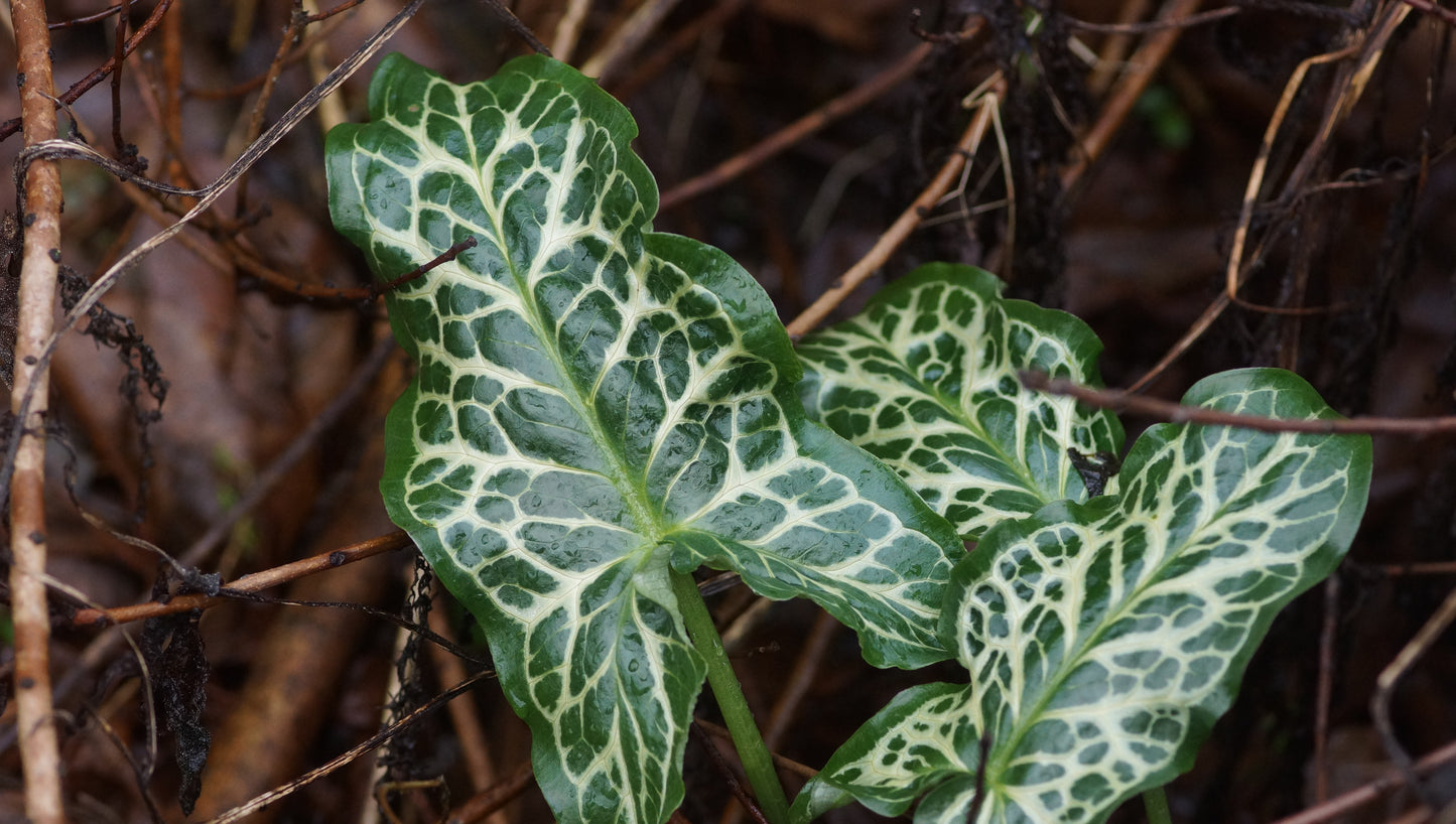 Arum italicum subsp. marmoratum 'Pictum' - Italienischer Aronstab