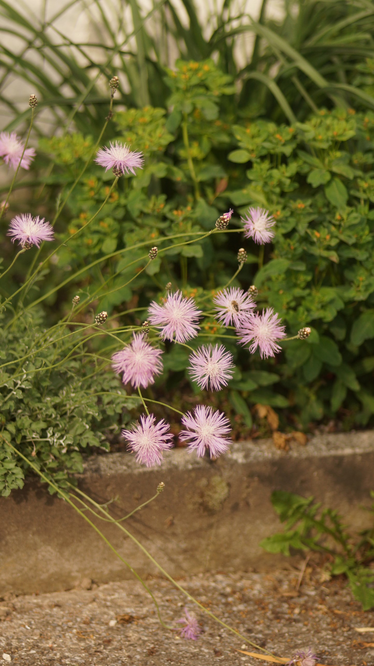 Centaurea simplicicaulis - Kissen-Flockenblume