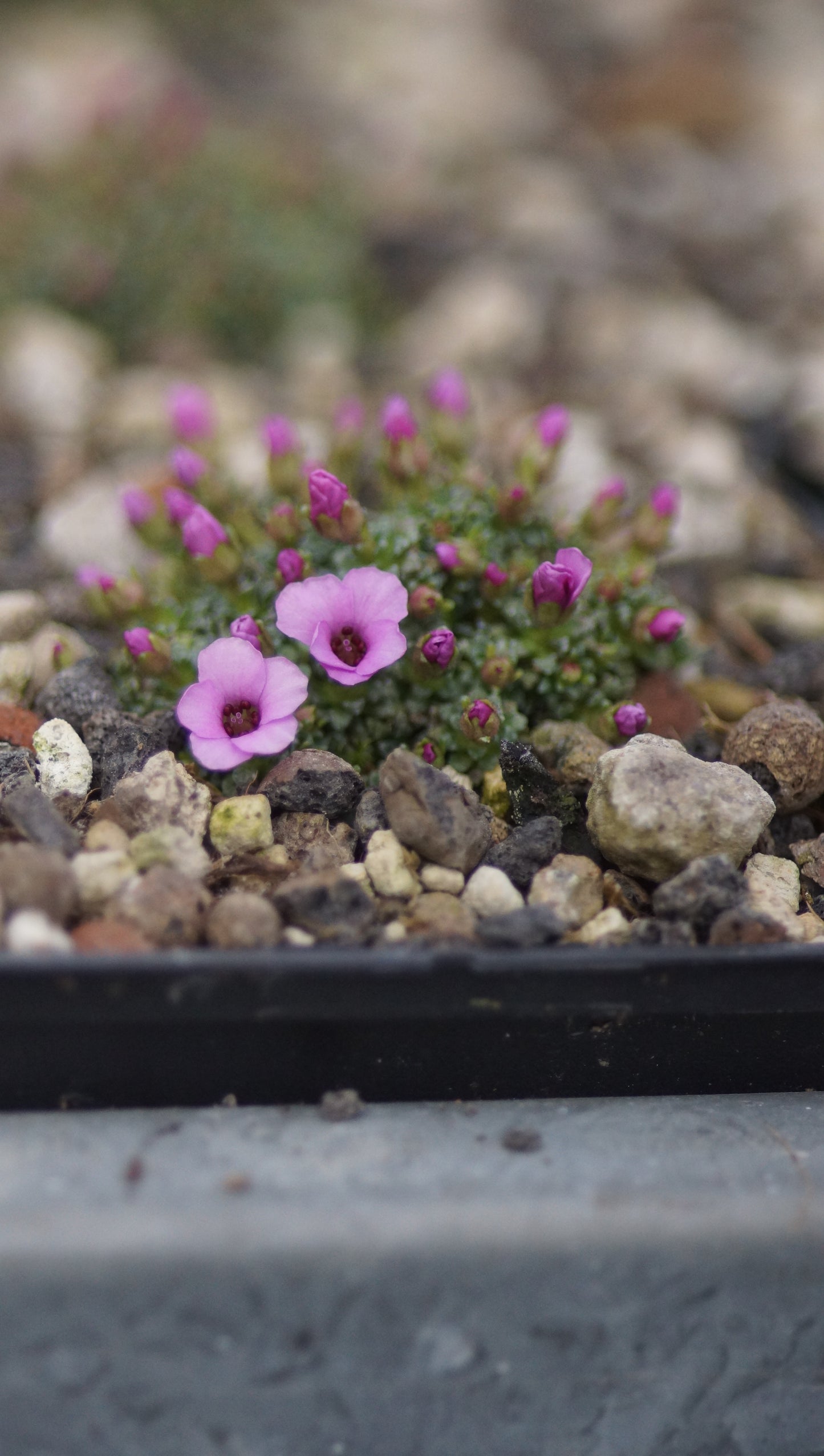 Saxifraga x poluniniana 'Winifred' - Frühlings Steinbrech