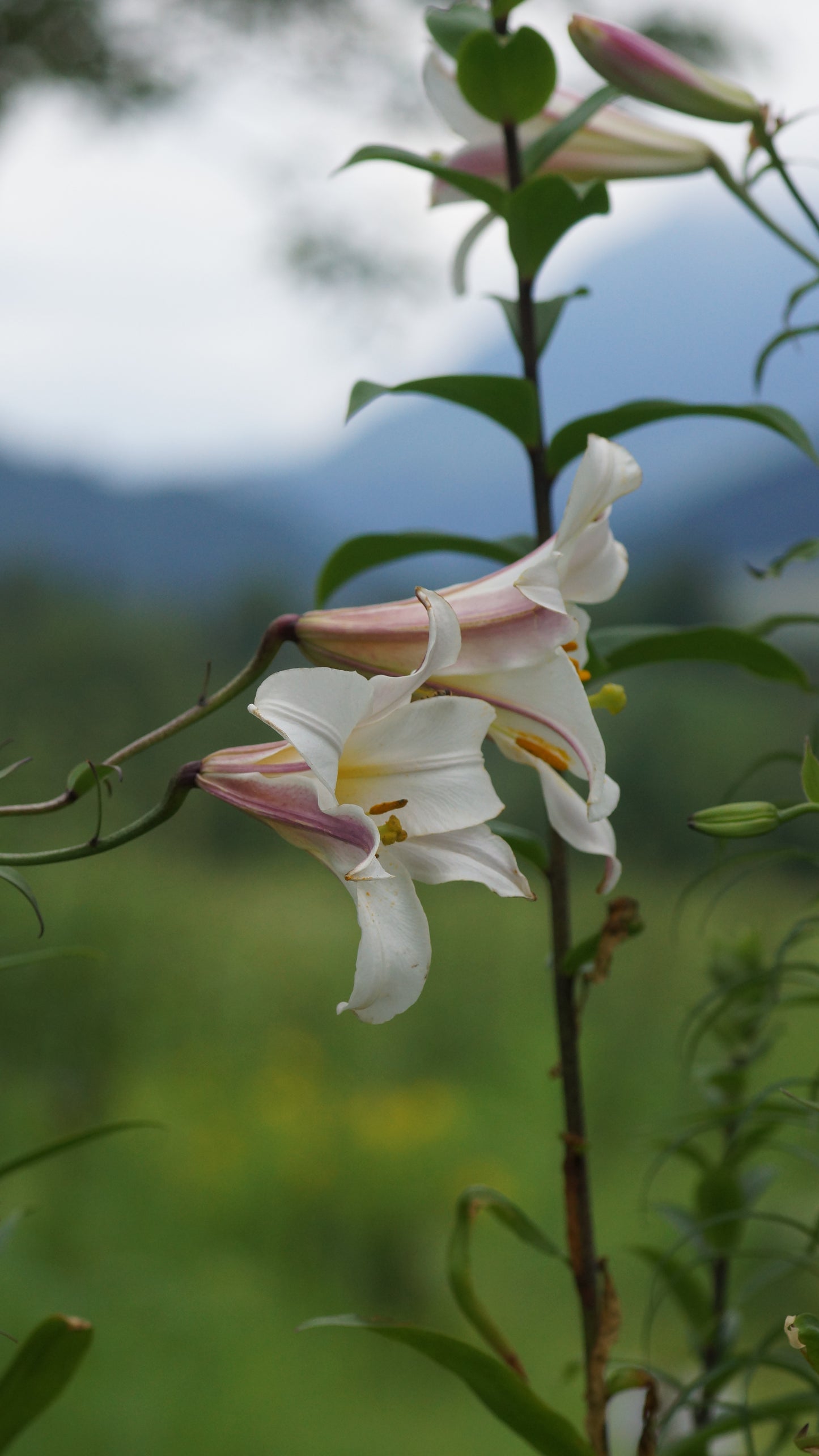 Lilium regale - Königs-Lilie