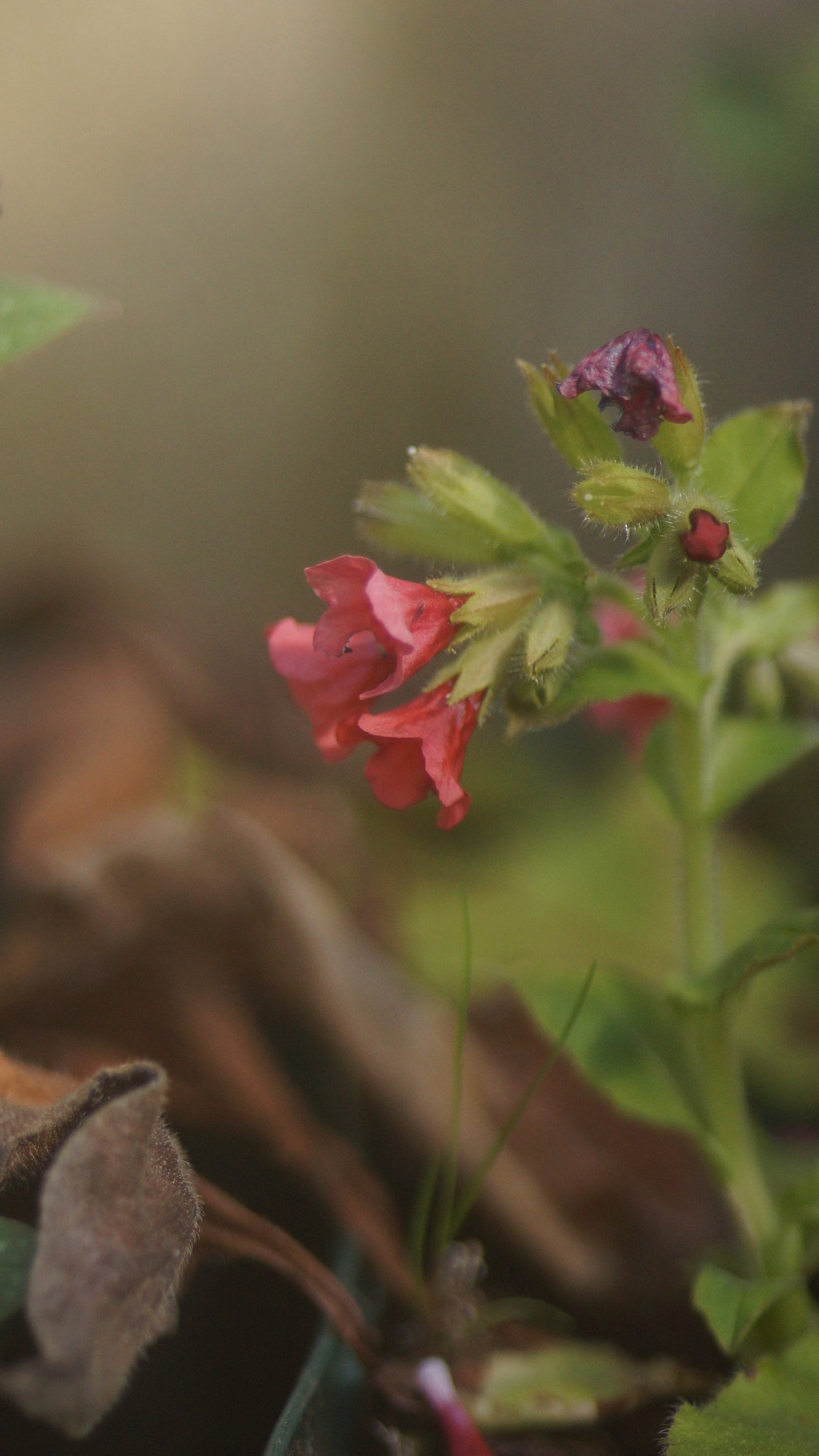 Pulmonaria rubra 'Redstart' - Rotes Lungenkraut