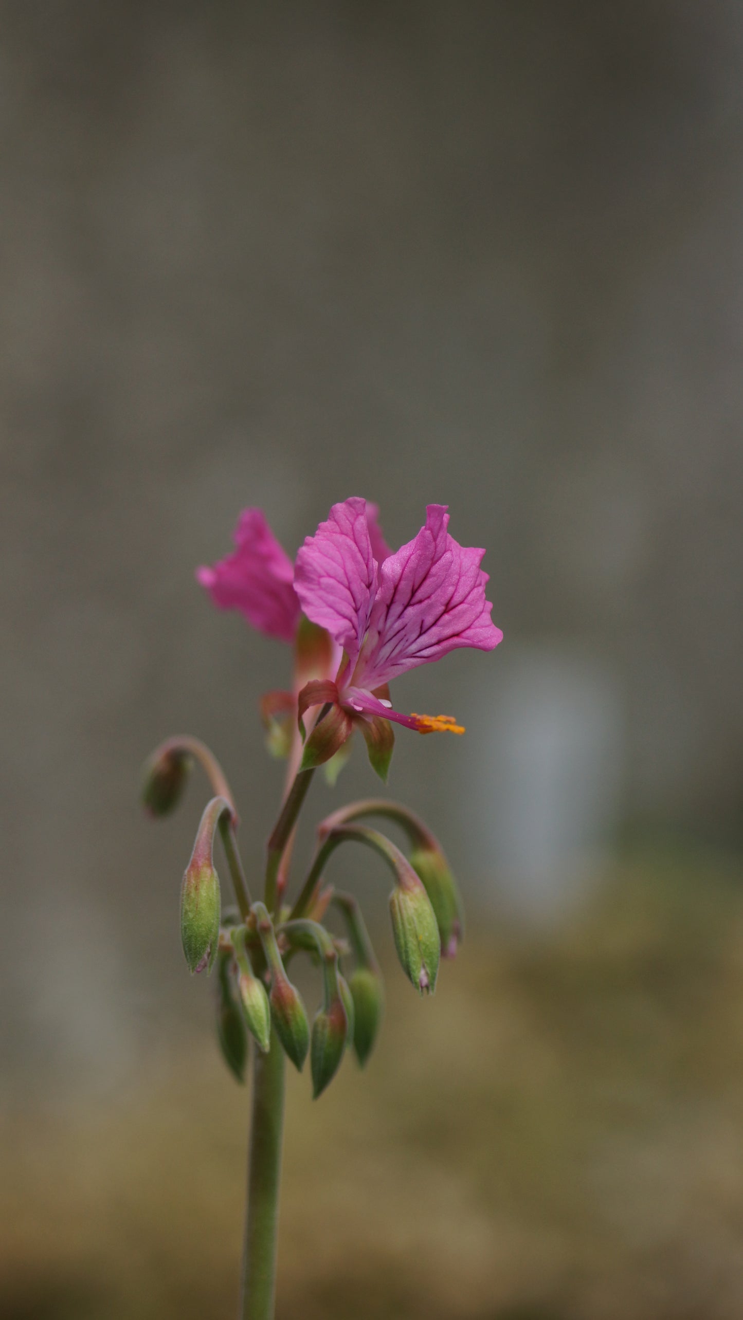 Pelargonium endlicherianum - Pelargonie