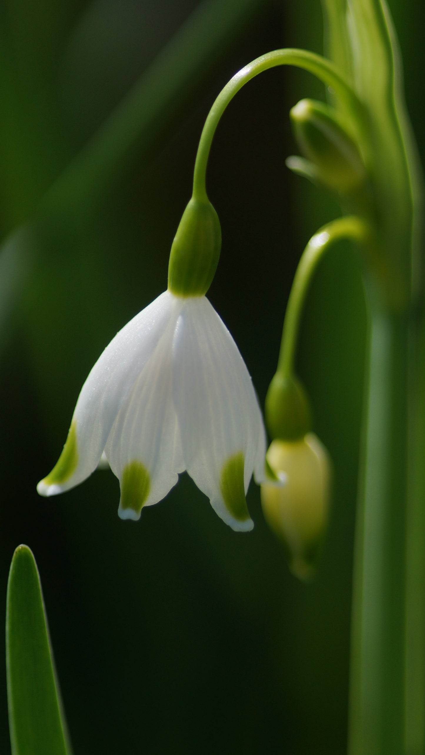 Leucojum aestivum 'Gravetye Giant' - Sommer-Knotenblume