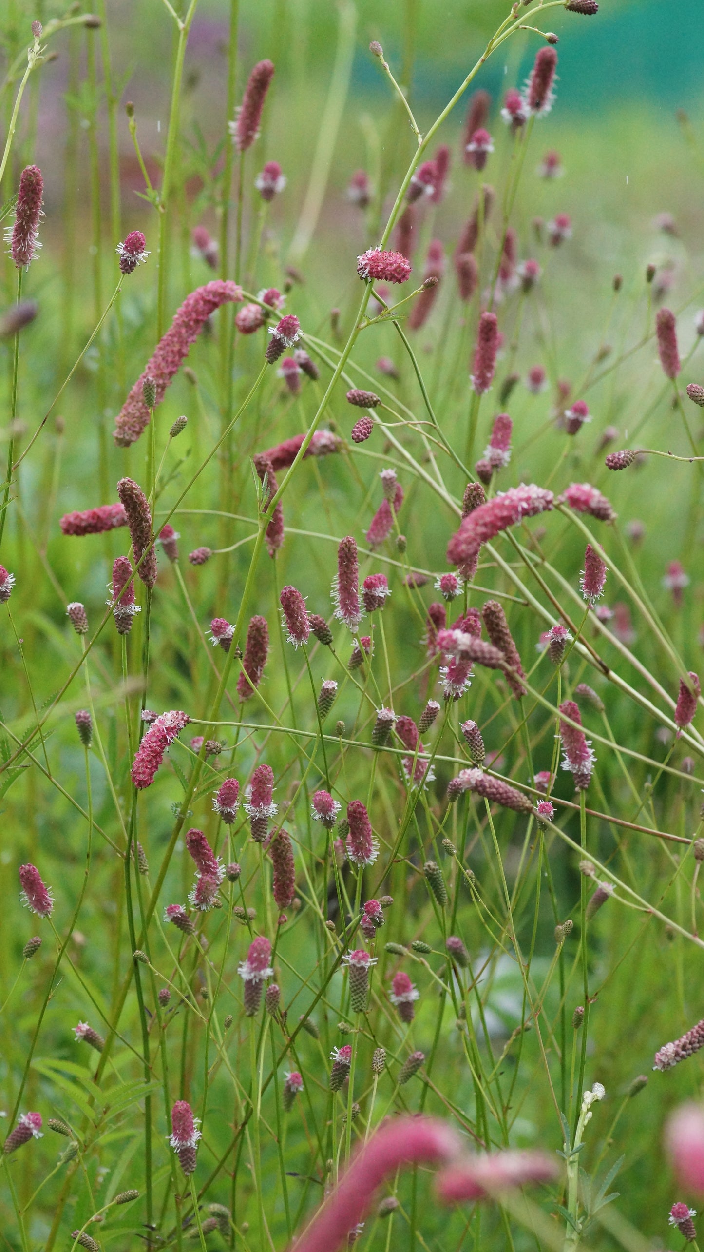 Sanguisorba officinalis 'Pink Tanna' - Grosser Wiesenkonpf