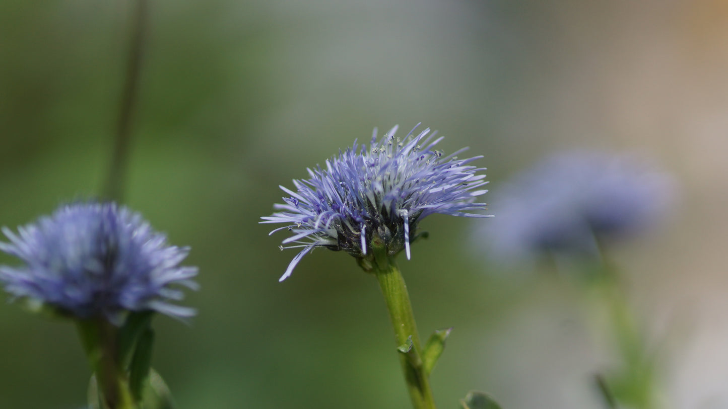 Globularia punctata - Gemeine Kugelblume