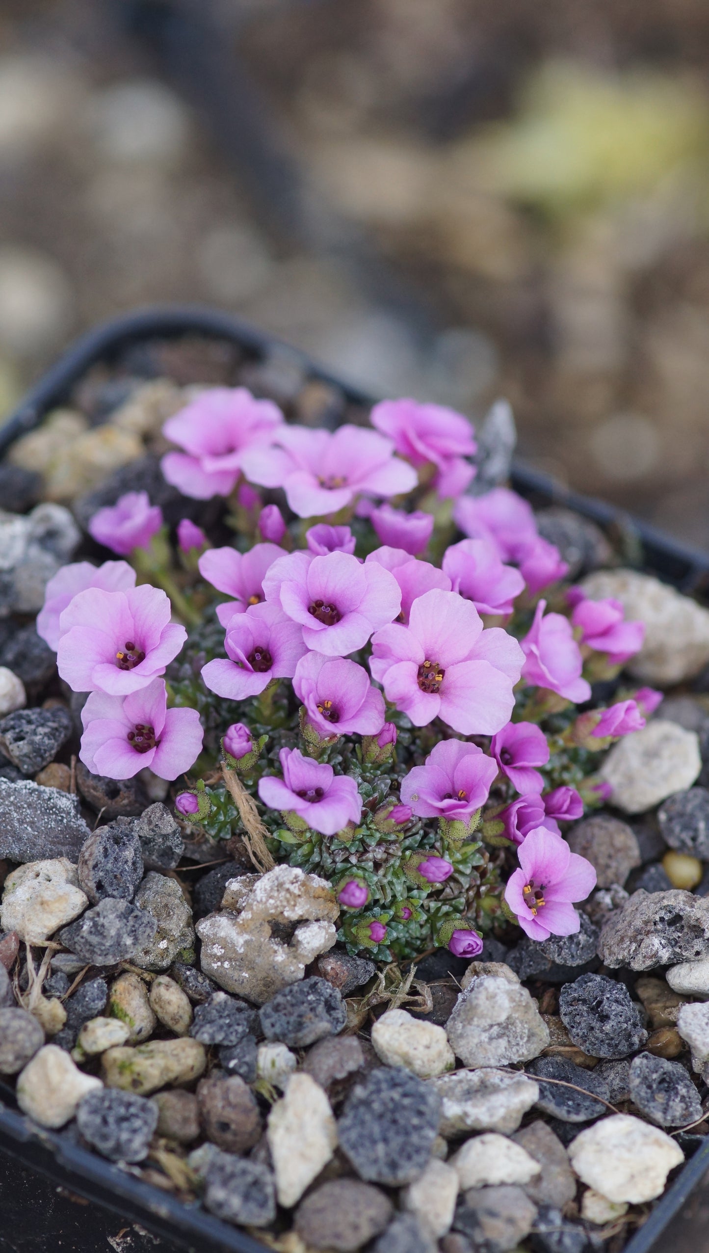 Saxifraga x poluniniana 'Winifred' - Frühlings Steinbrech