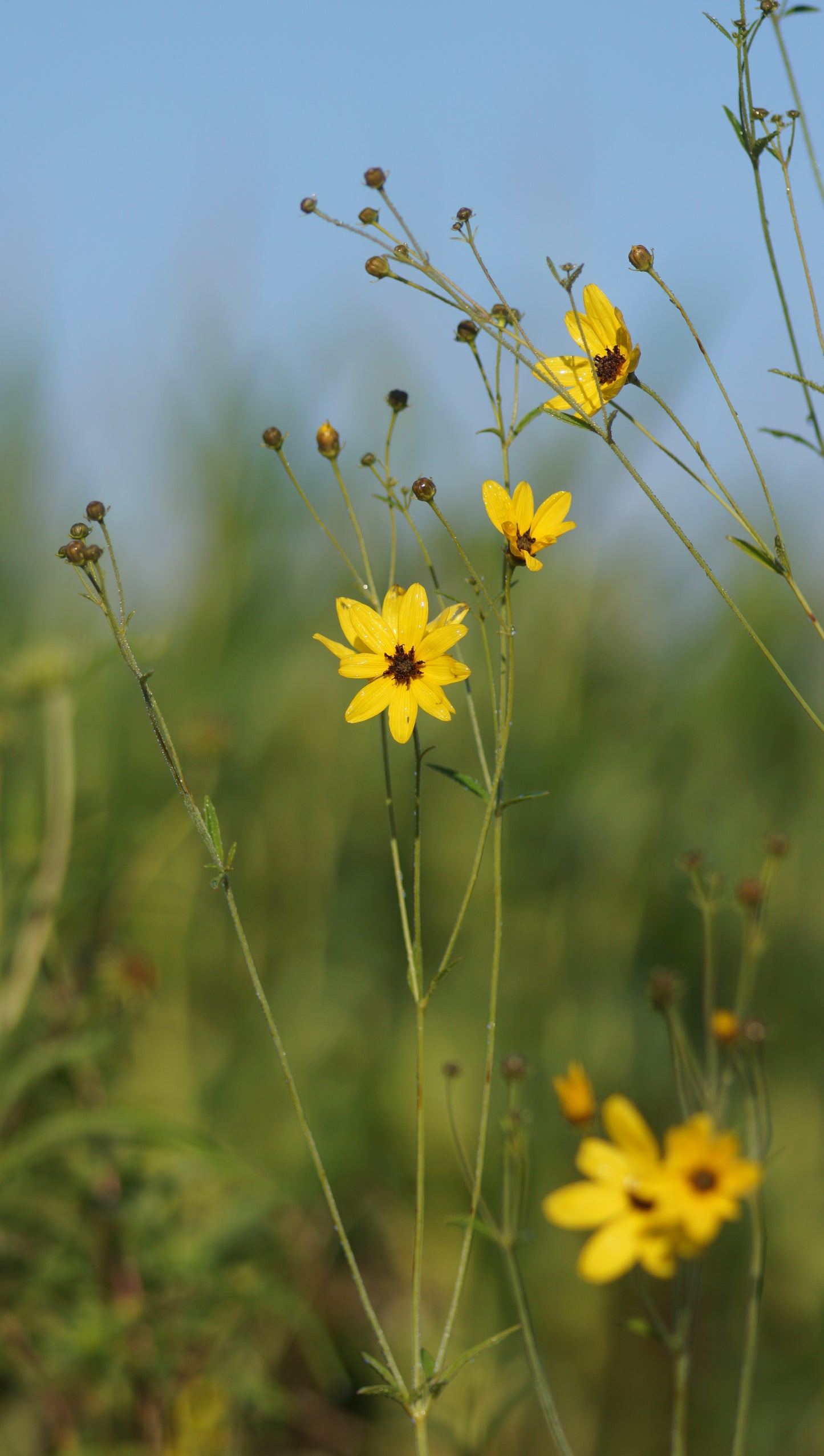 Coreopsis tripteris - Hohes Mädchenauge