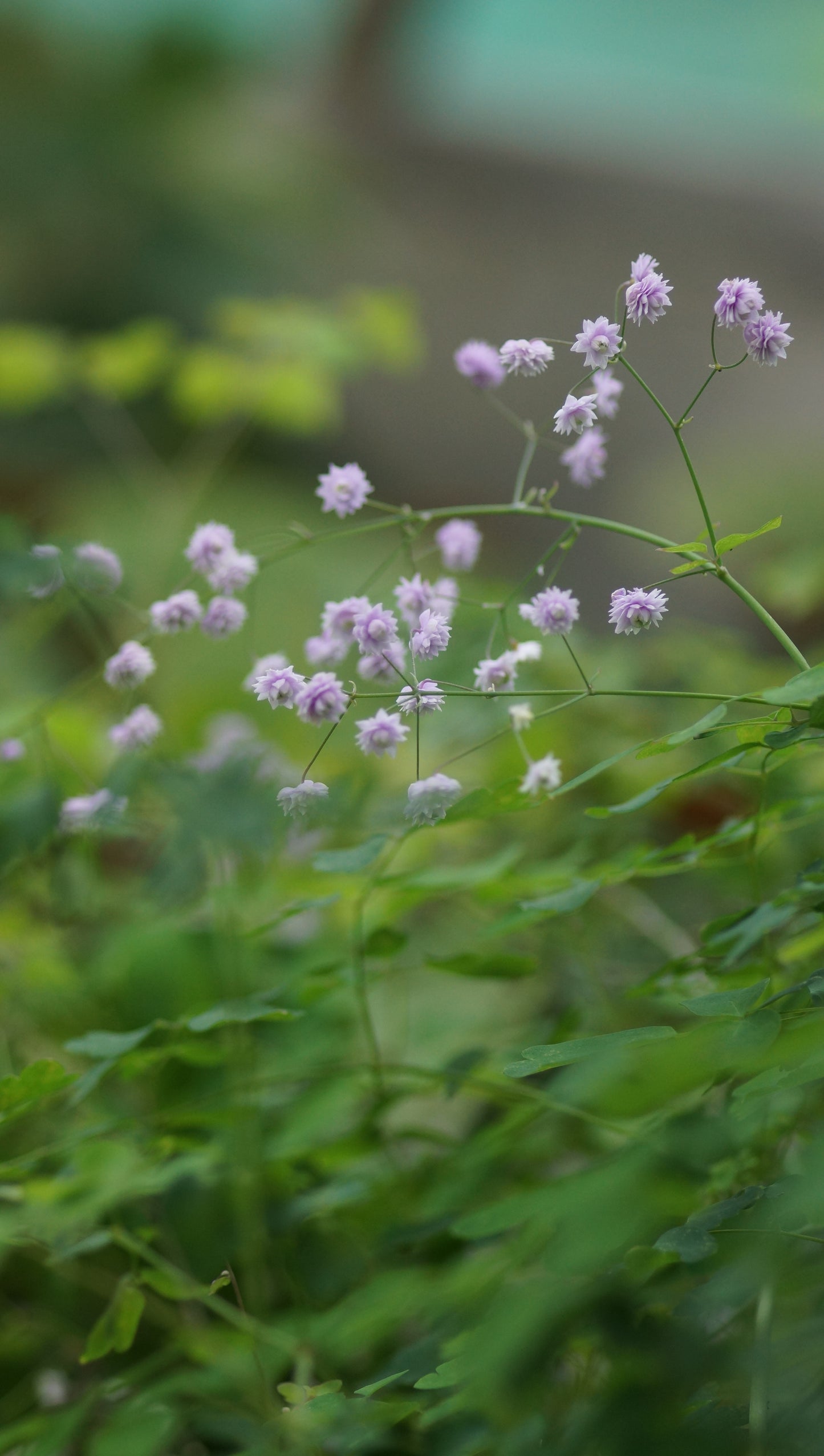 Thalictrum delavayi 'Hewitts Double' - Gefüllte Wiesenraute