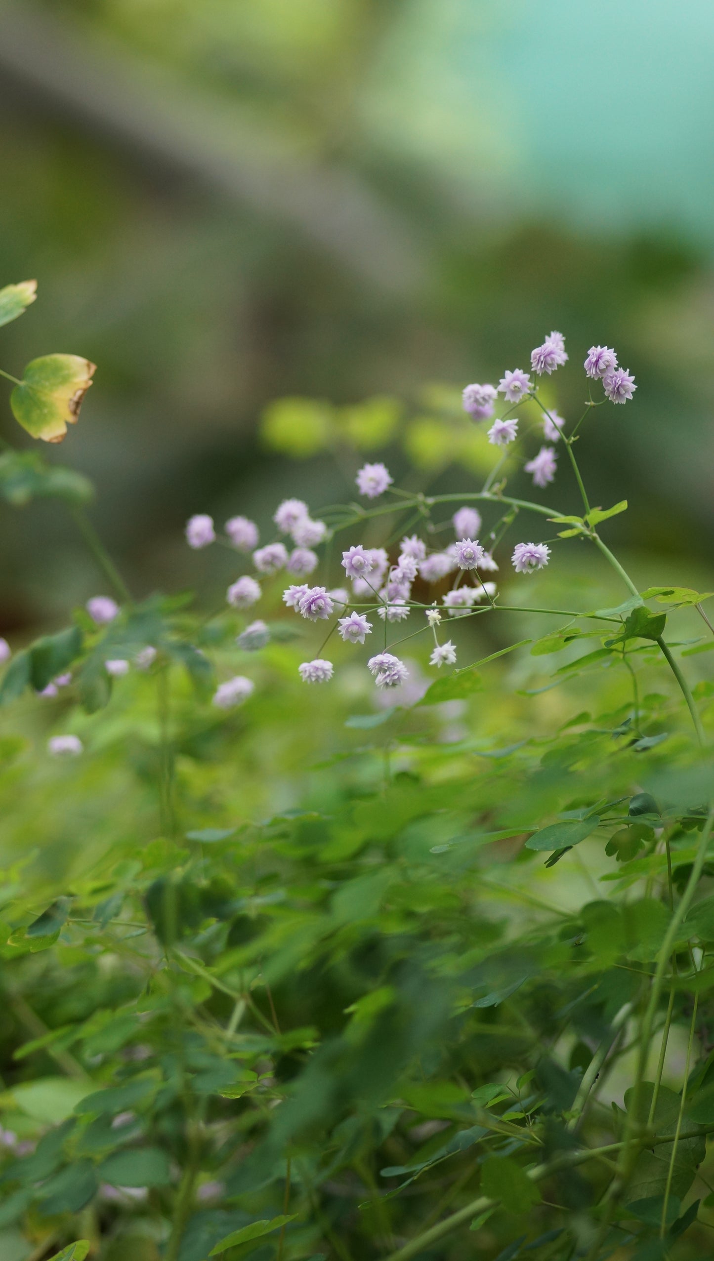 Thalictrum delavayi 'Hewitts Double' - Gefüllte Wiesenraute