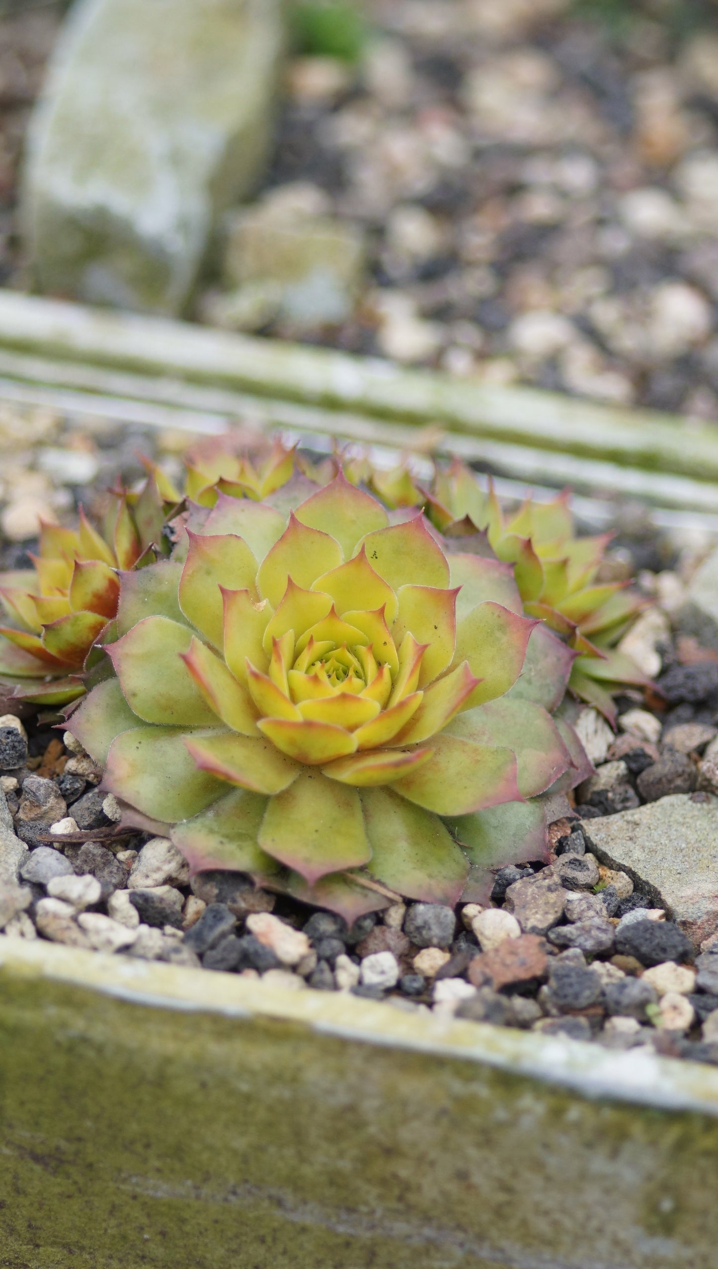 Sempervivum Hybride 'Gold Nugget' - Hauswurz