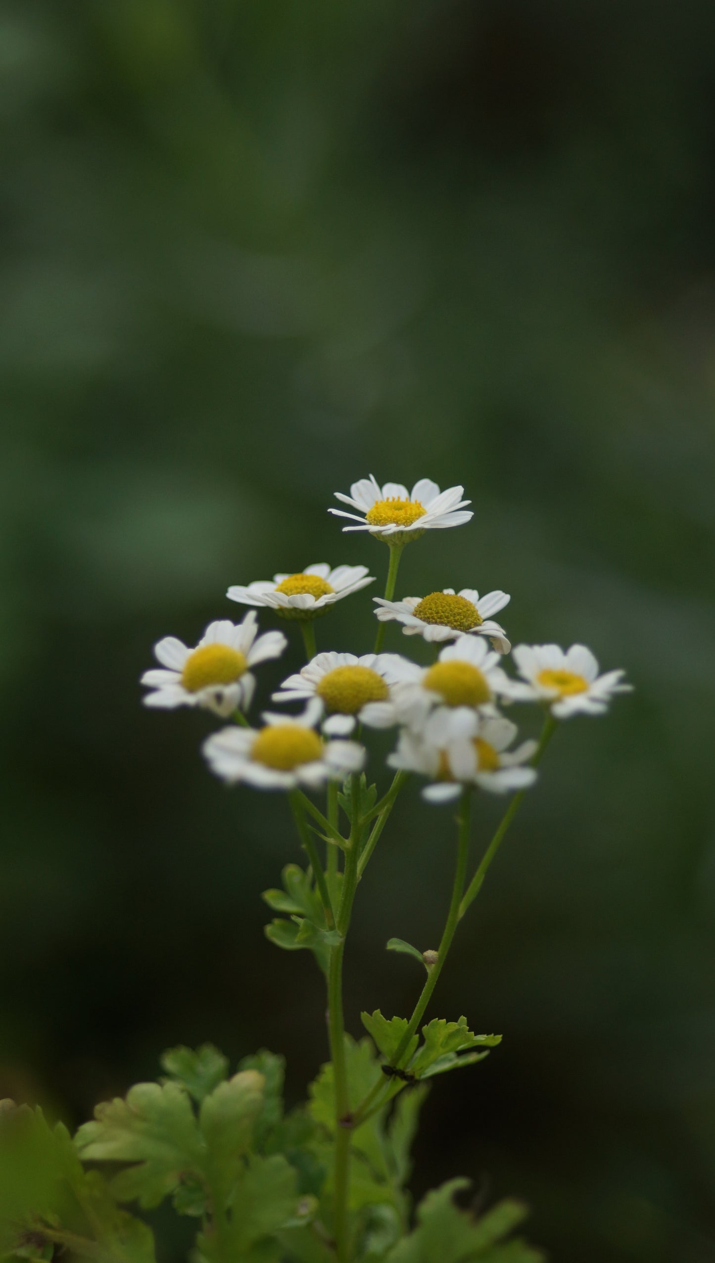 Tanacetum parthenium - Mutterkraut