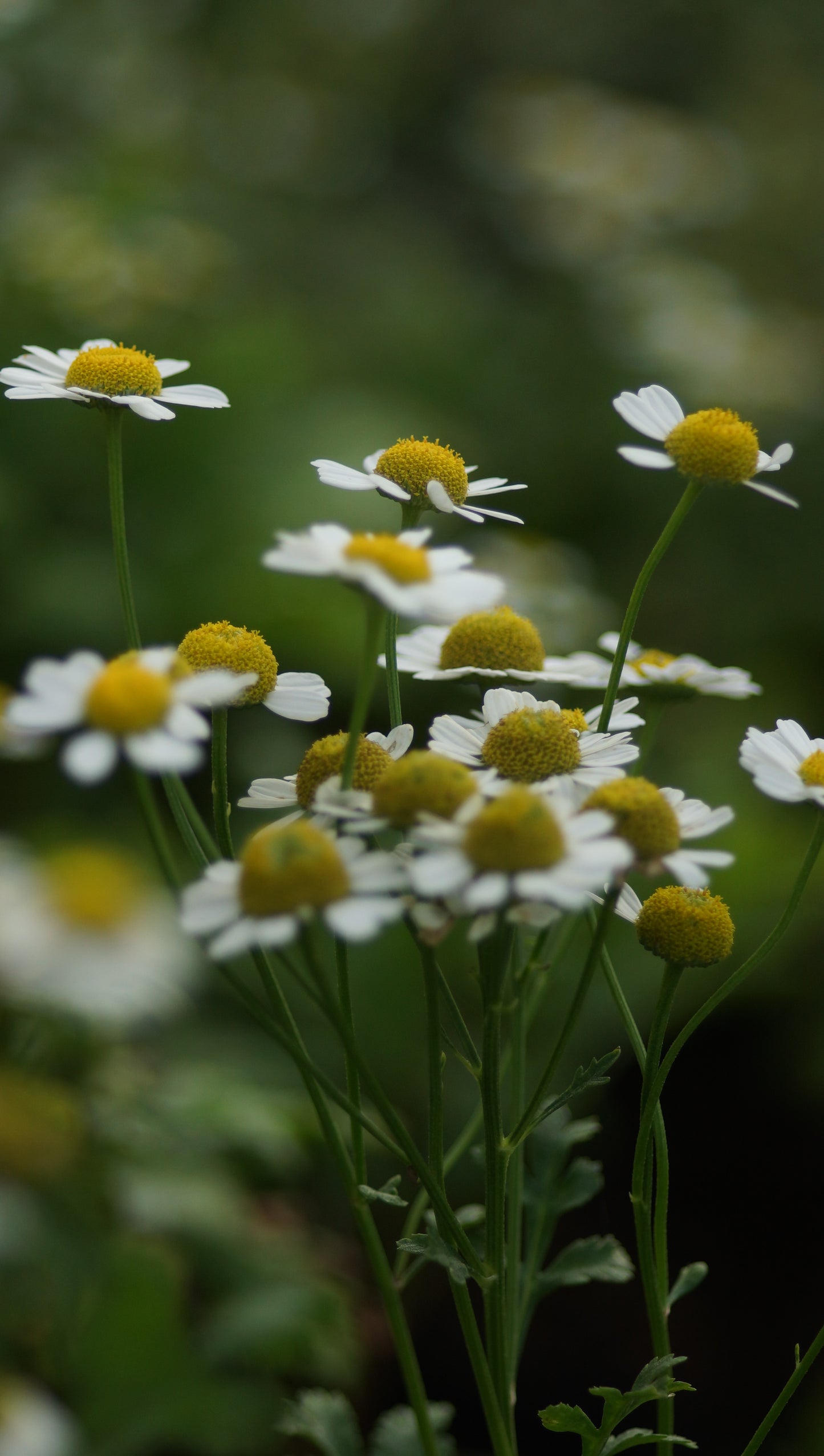 Tanacetum parthenium - Mutterkraut