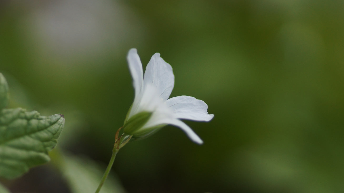 Geranium nodosum 'Silverwood' - Knotiger Storchschnabel