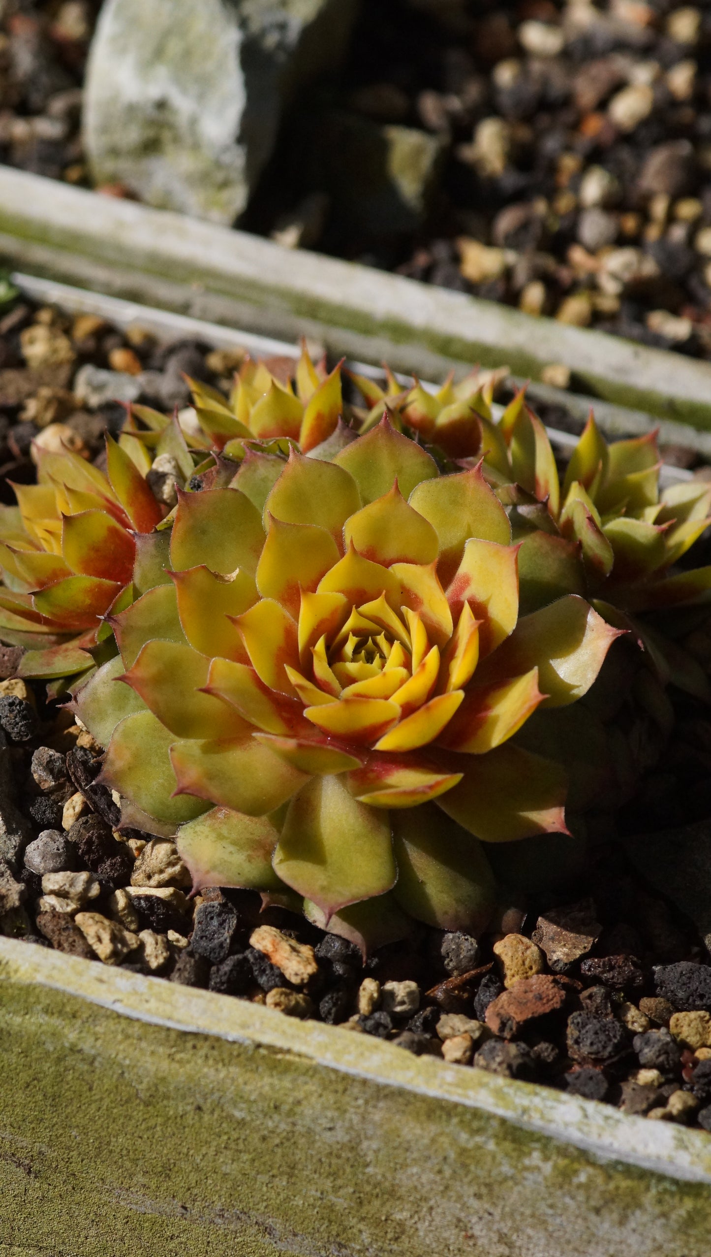 Sempervivum Hybride 'Gold Nugget' - Hauswurz
