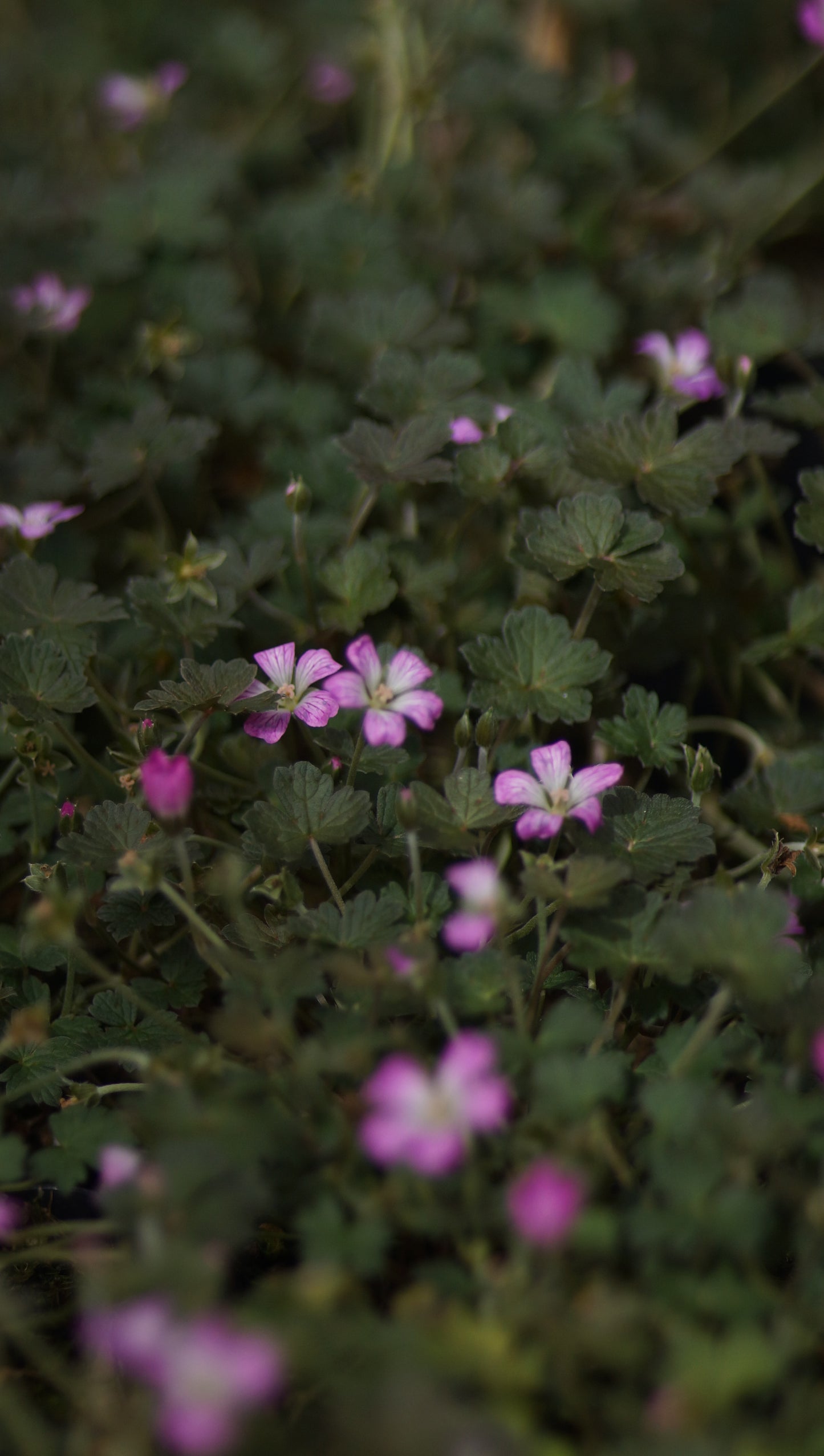 Geranium Hybride 'Orkney Cherry®' - Storchschnabel