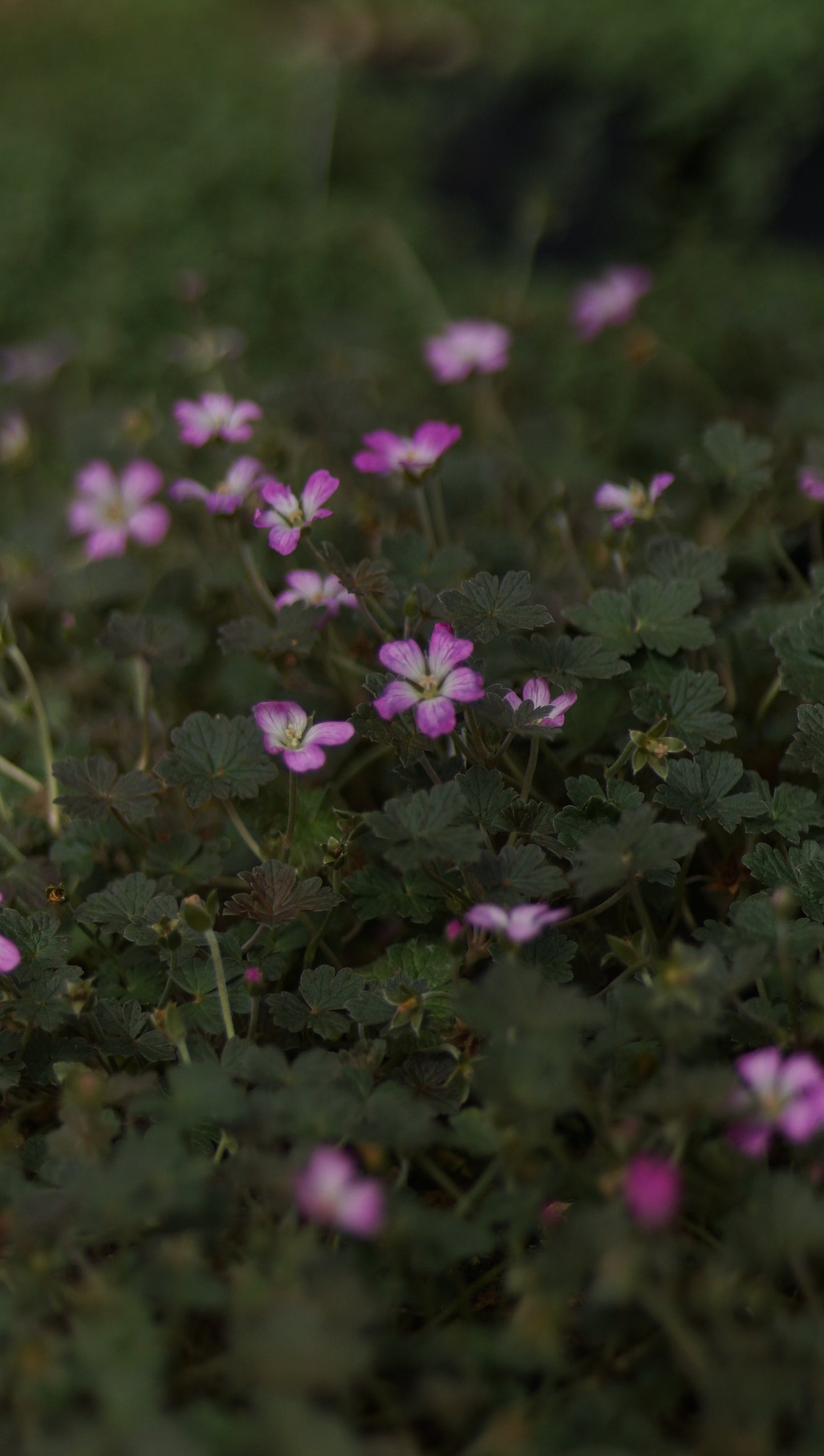 Geranium Hybride 'Orkney Cherry®' - Storchschnabel