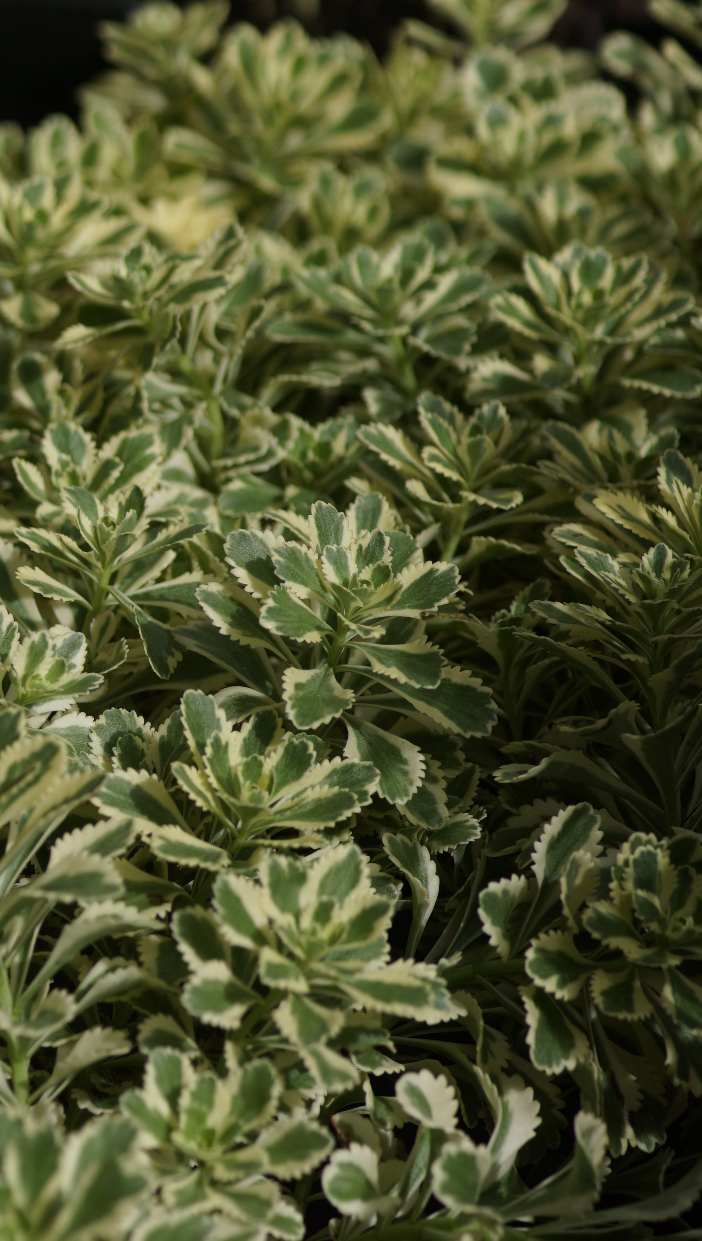 Sedum takesimense 'Atlantis' - Weissbuntes Takesima-Fettblatt