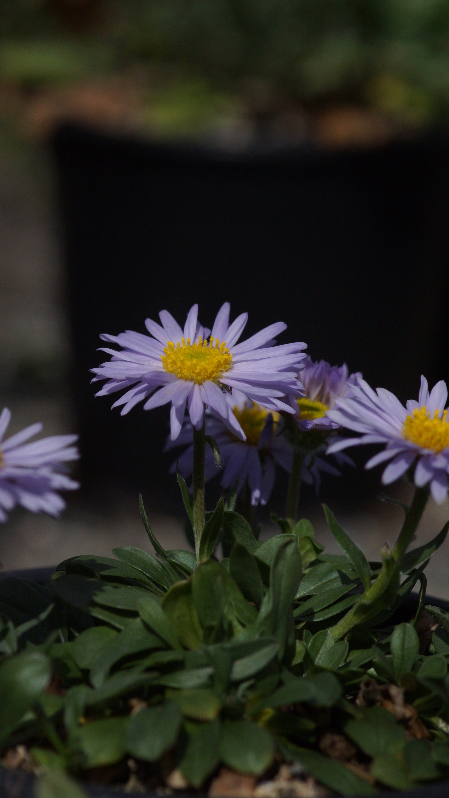 Aster andersonii - Frühligs- Rasen-Aster