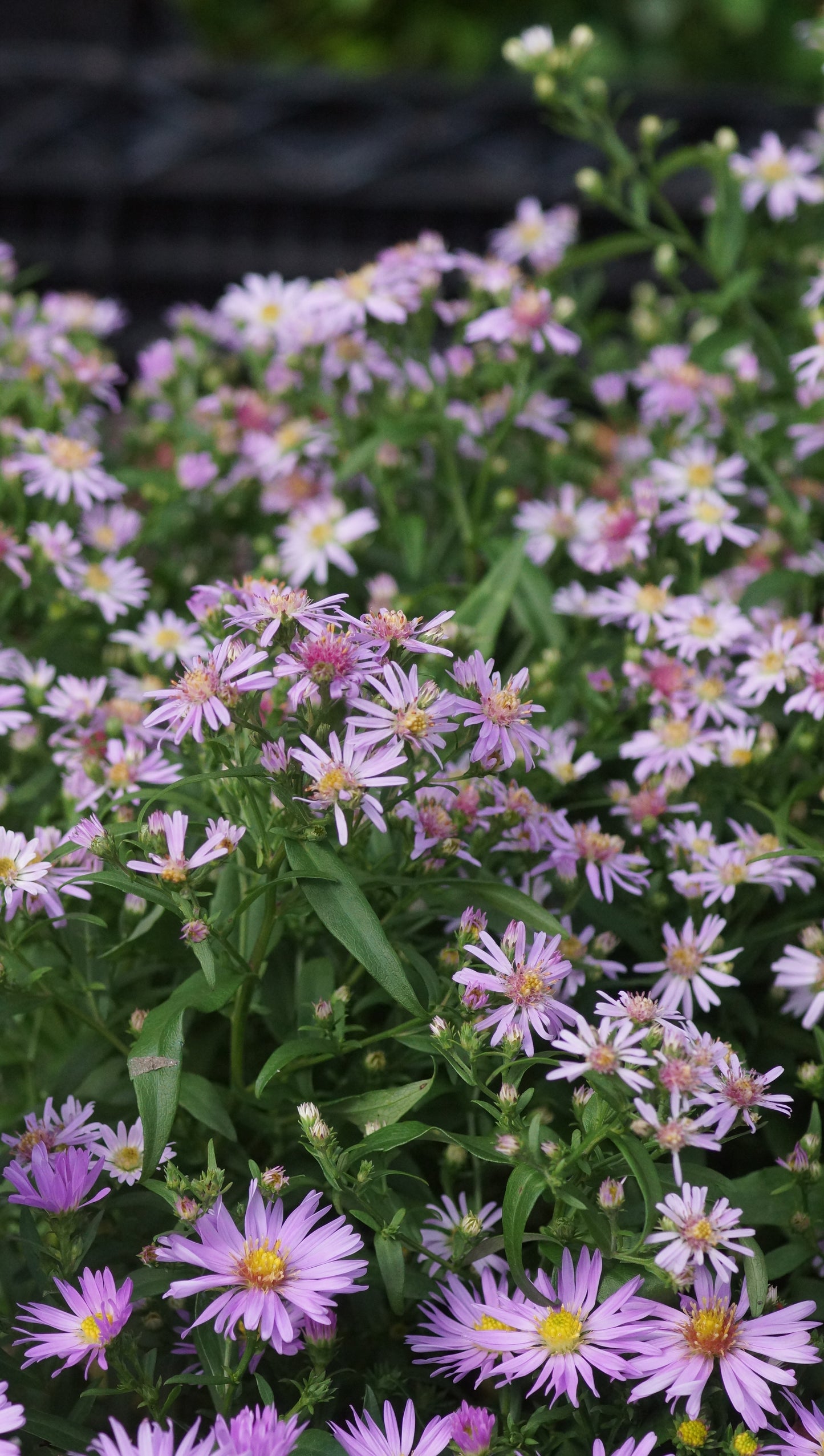 Aster Lateriflorus-Hybride 'Coombe Fishacre' - Waagerechte Aster