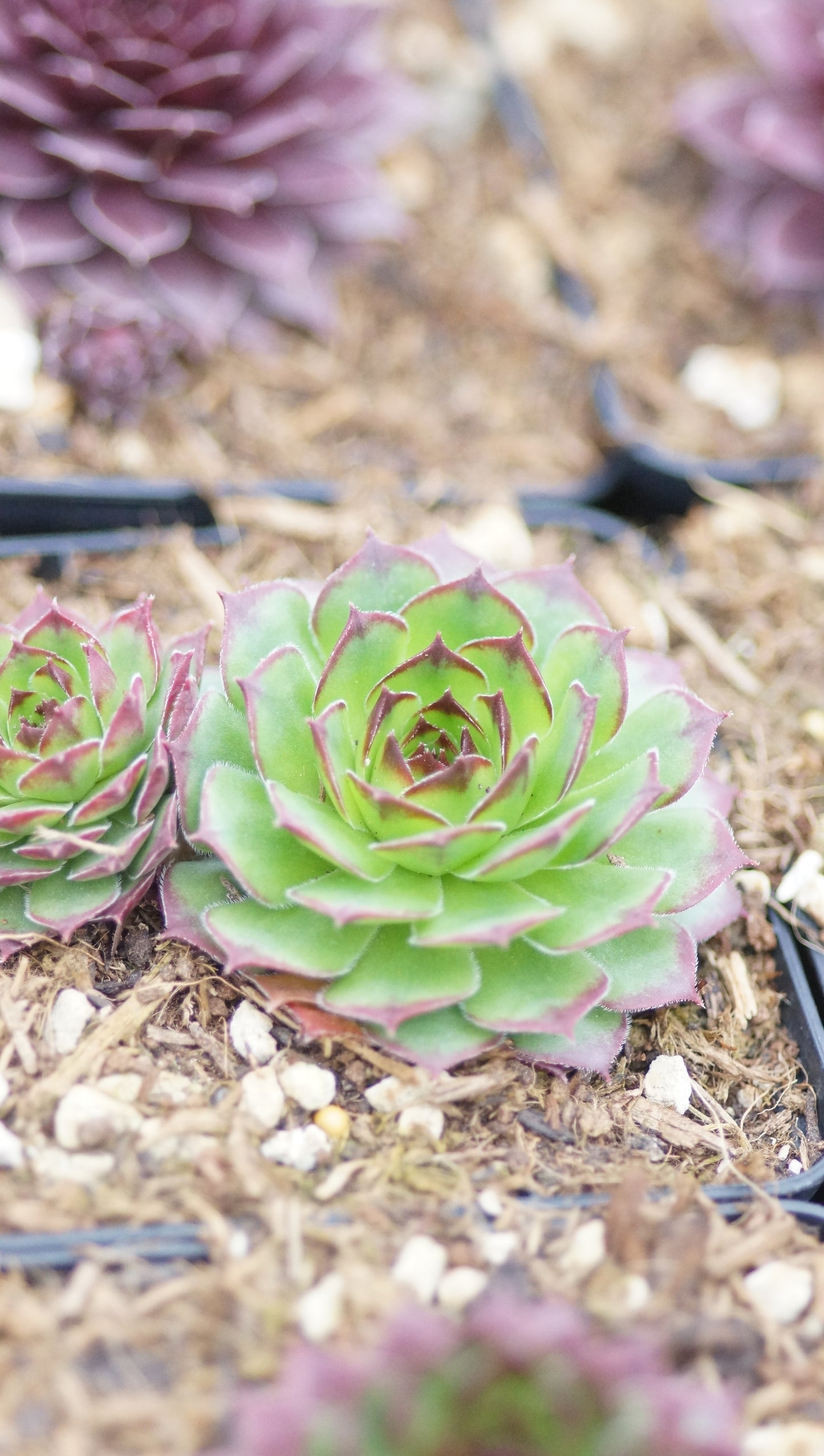 Sempervivum Hybride 'Albernelli' - Hauswurz