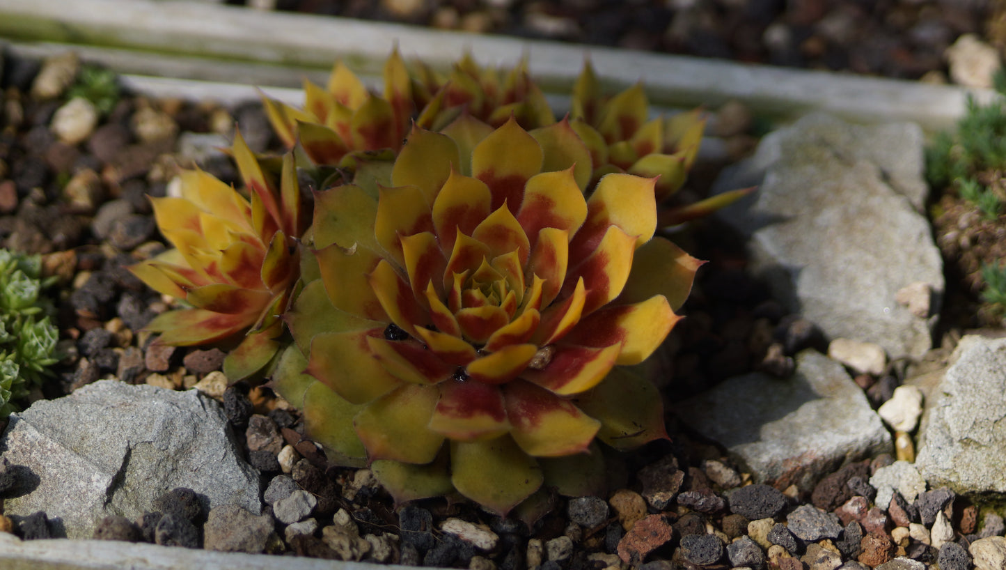 Sempervivum Hybride 'Gold Nugget' - Hauswurz