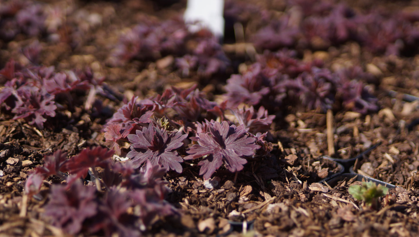 Geranium wlassovianum - Sibirischer Storchschnabel