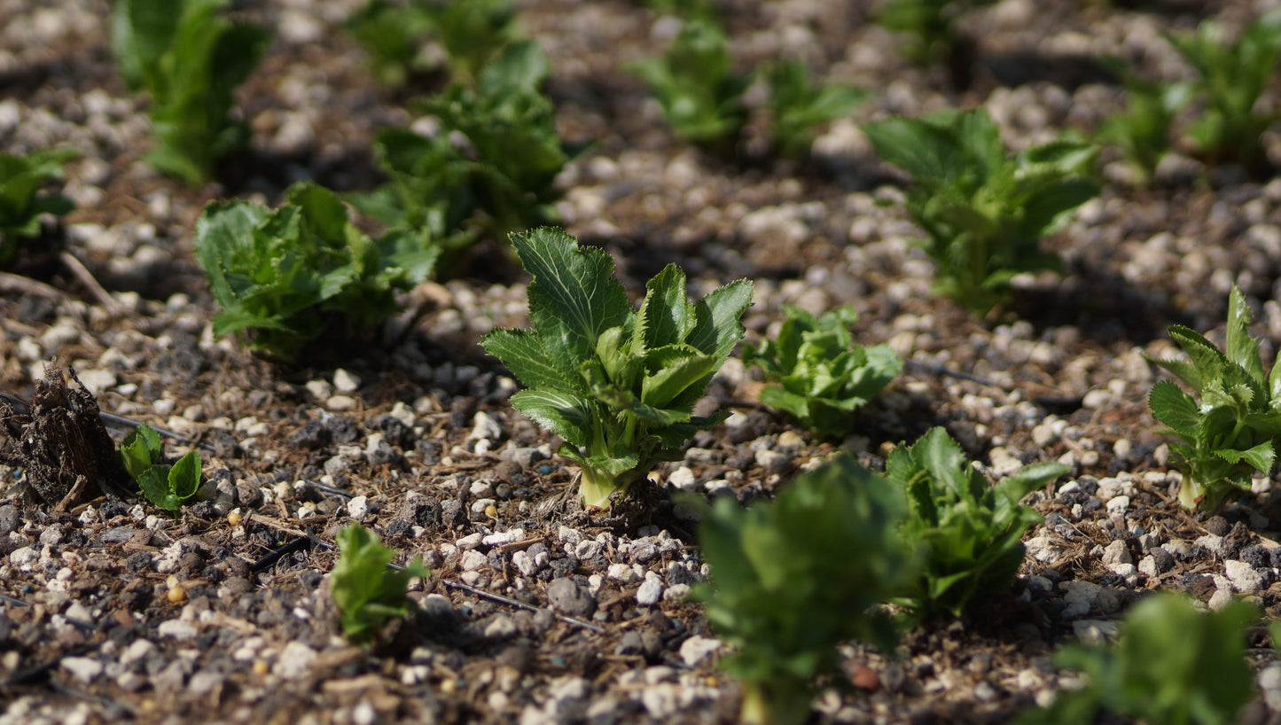 Eryngium alpinum - Alpen-Mannstreu