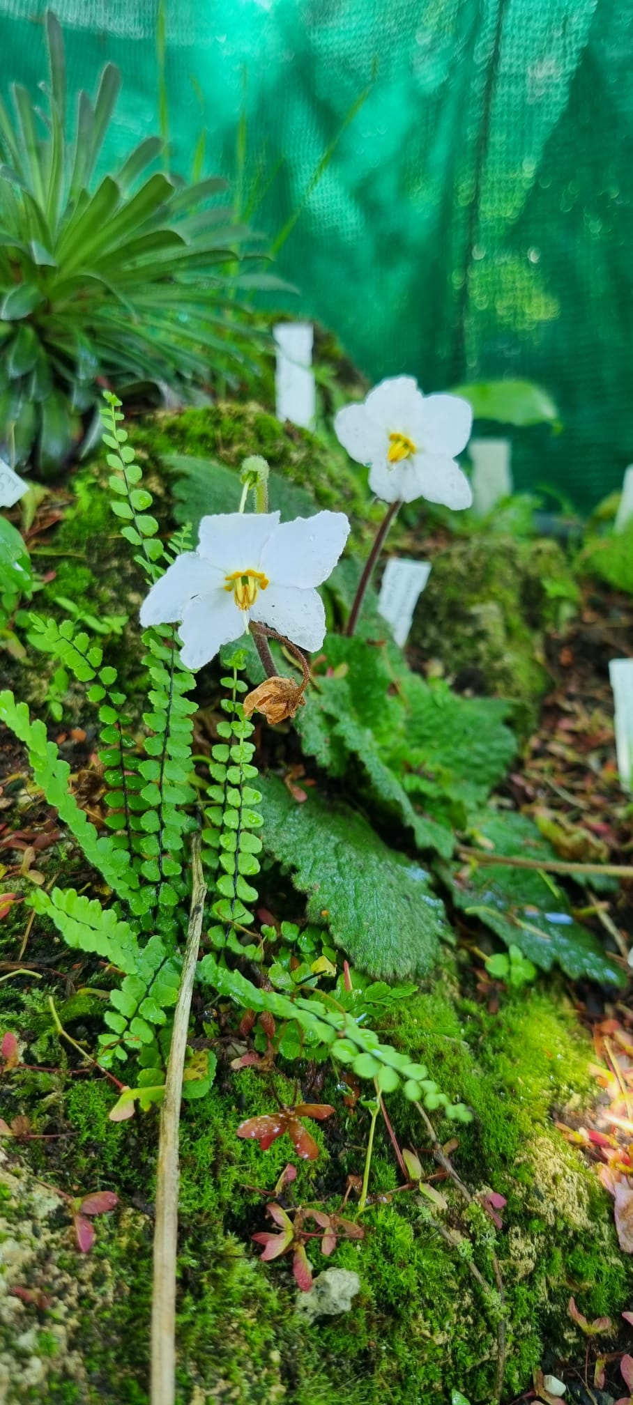 Ramonda myconi 'Alba' - Pyrenäen-Felsenteller