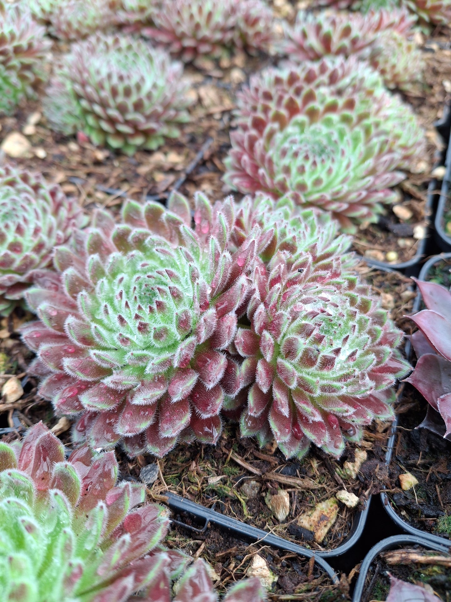 Sempervivum arachnoideum x pittonii 'Cho' - Hauswurz